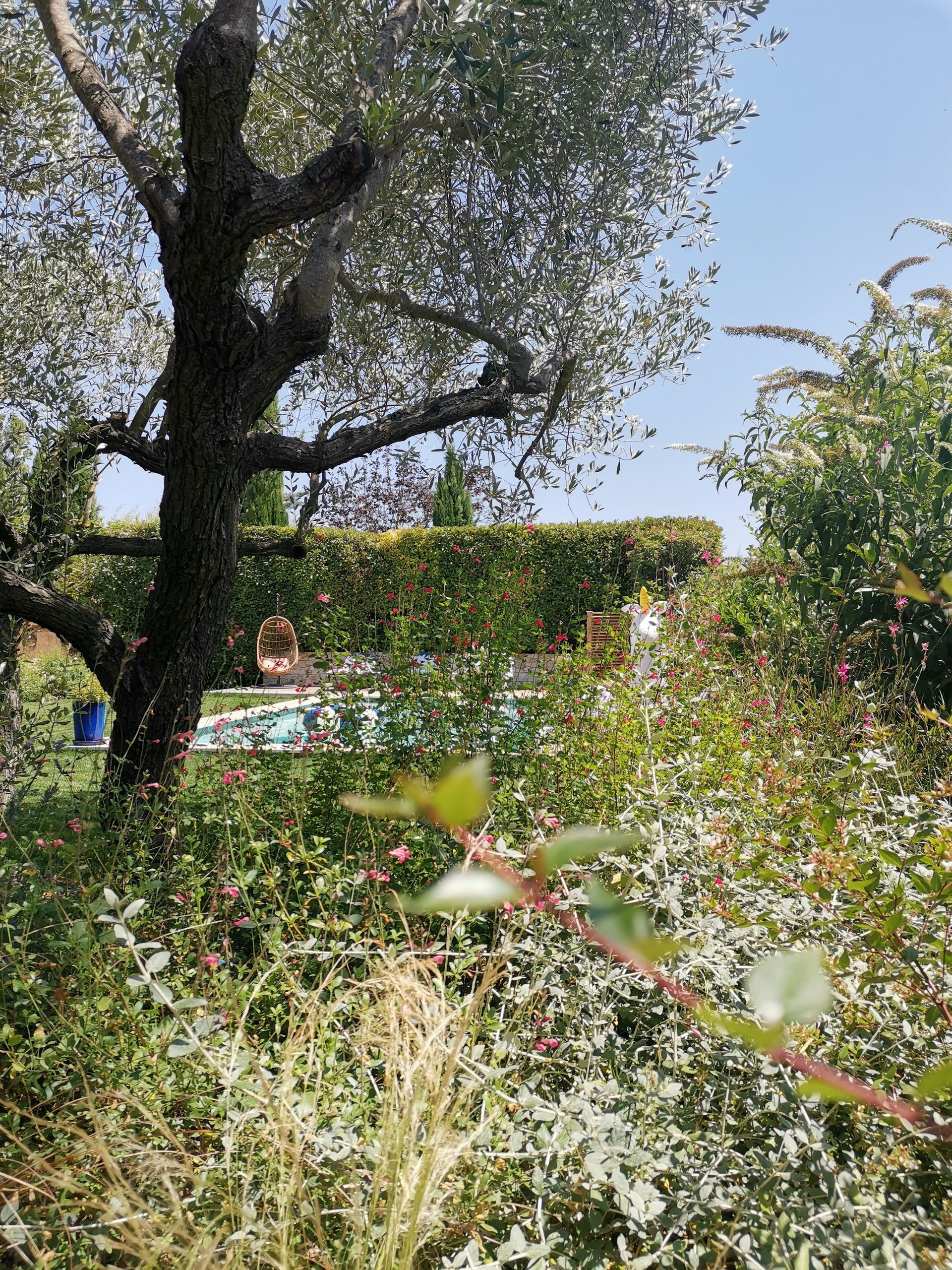 Jardin fleuri et olivier à Aix-en-Provence