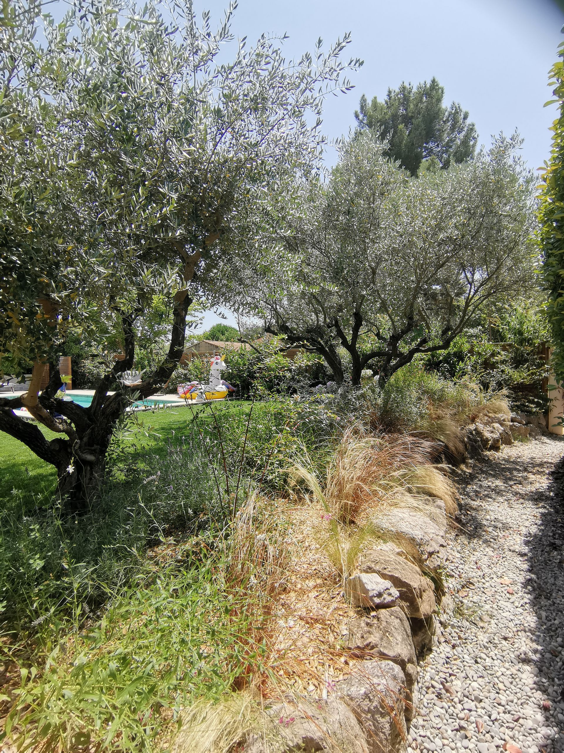 Oliviers dans un jardin et piscine en fond à Aix-en-Provence