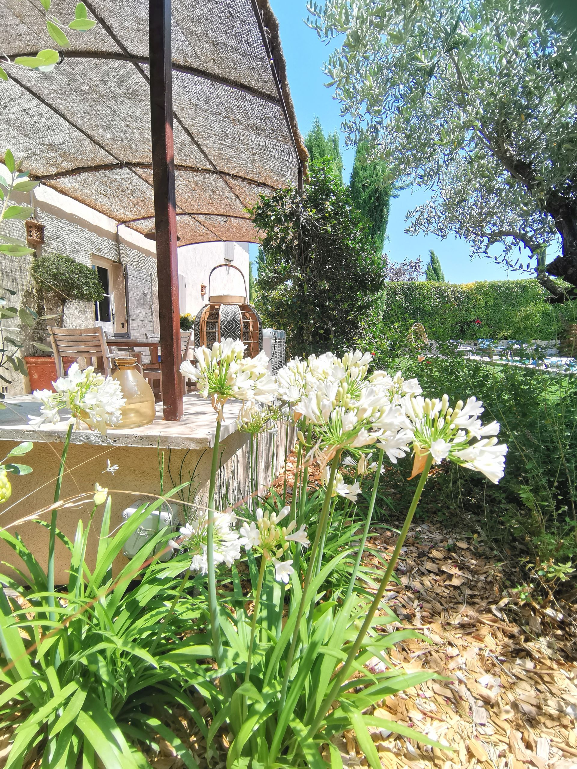 Agapanthe dans un jardin et terrasse en bois à Aix-en-Provence