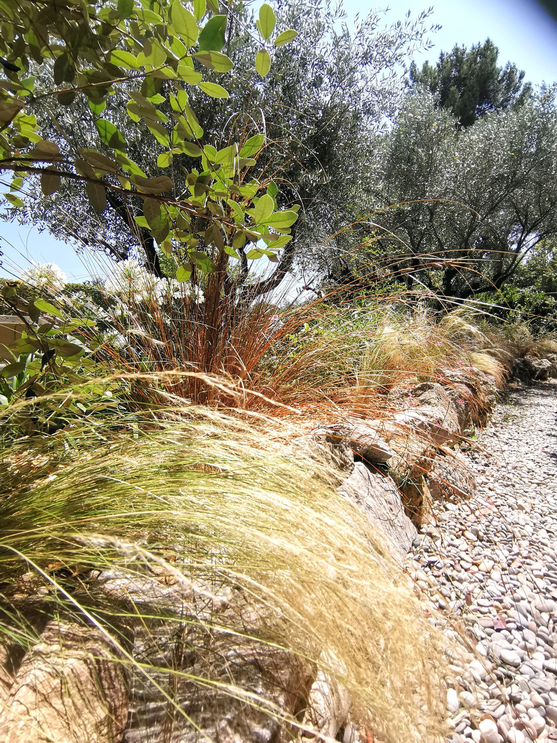 Plante plumet dans un jardin à Aix-en-Provence