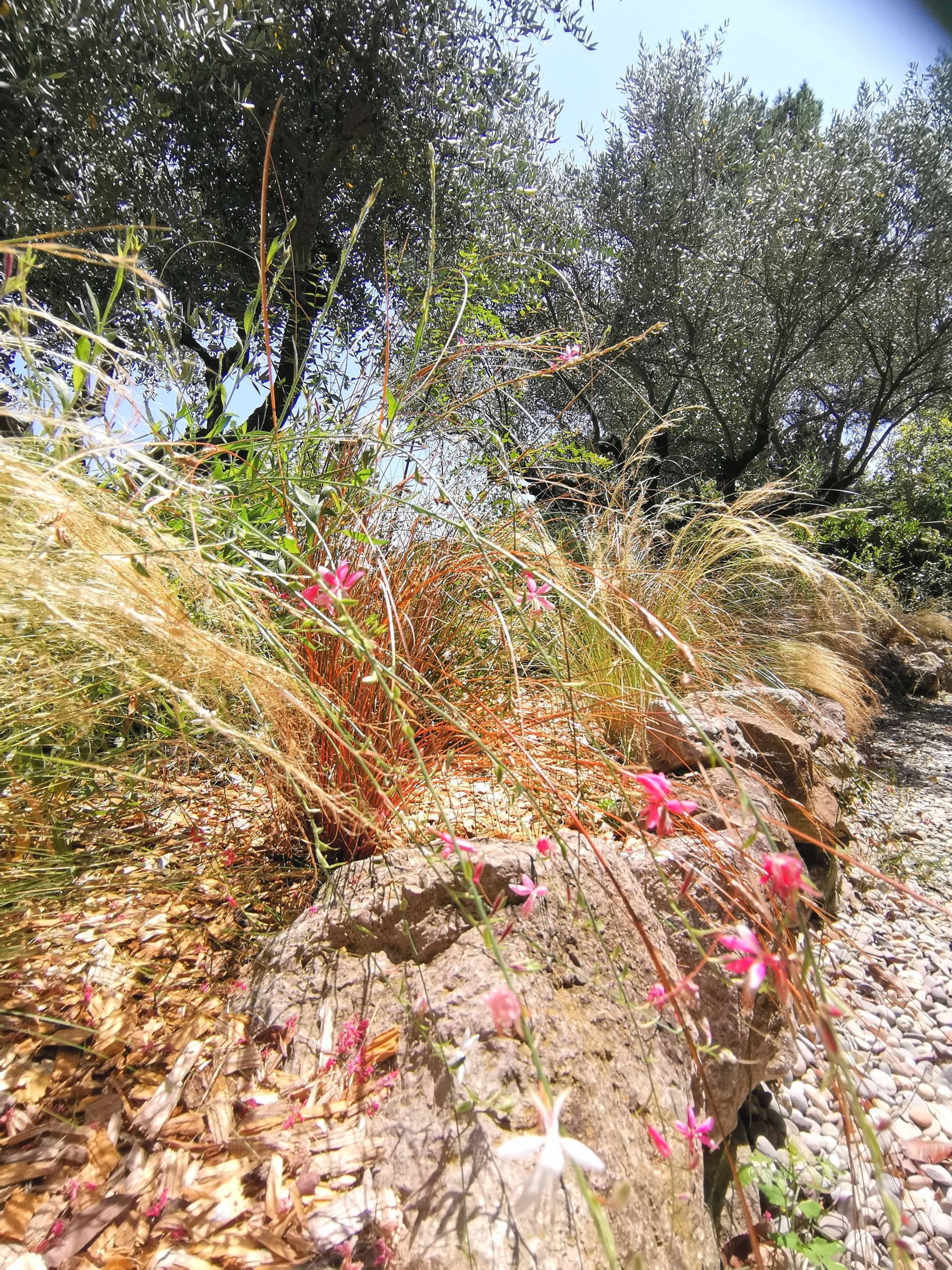 Parterre de plantes dans un jardin à Aix-en-Provence