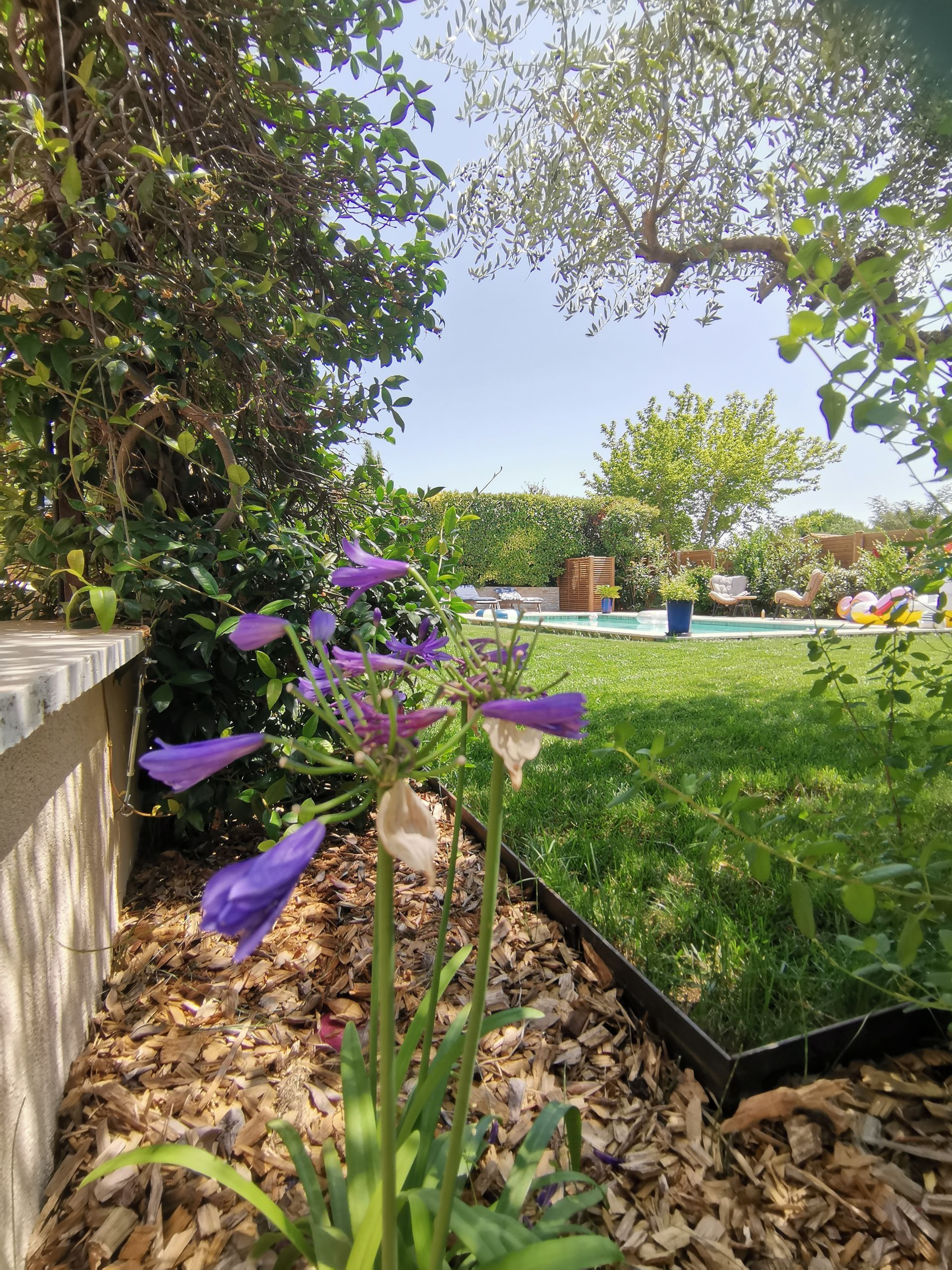 Vue d'une agapanthe dans le jardin avec une piscine à Aix-en-Provence
