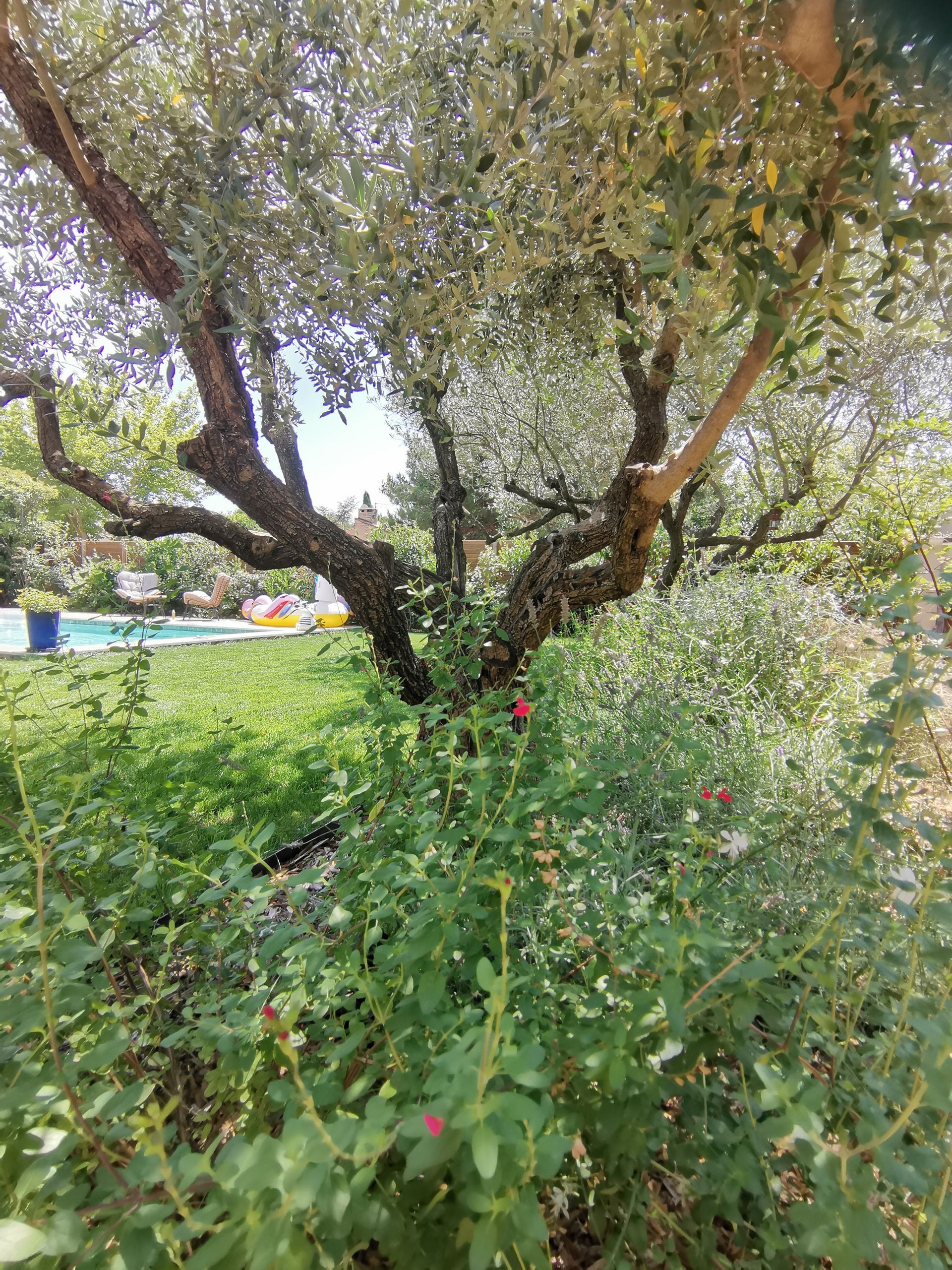 Vue du jardin avec l'olivier et des plantes à Aix-en-Provence
