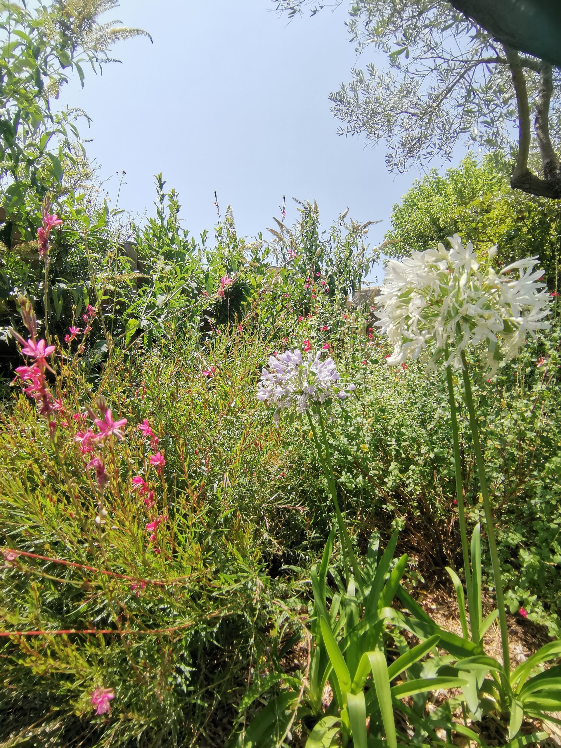 Diverses plantes agapanthes dans un jardin à Aix-en-Provence