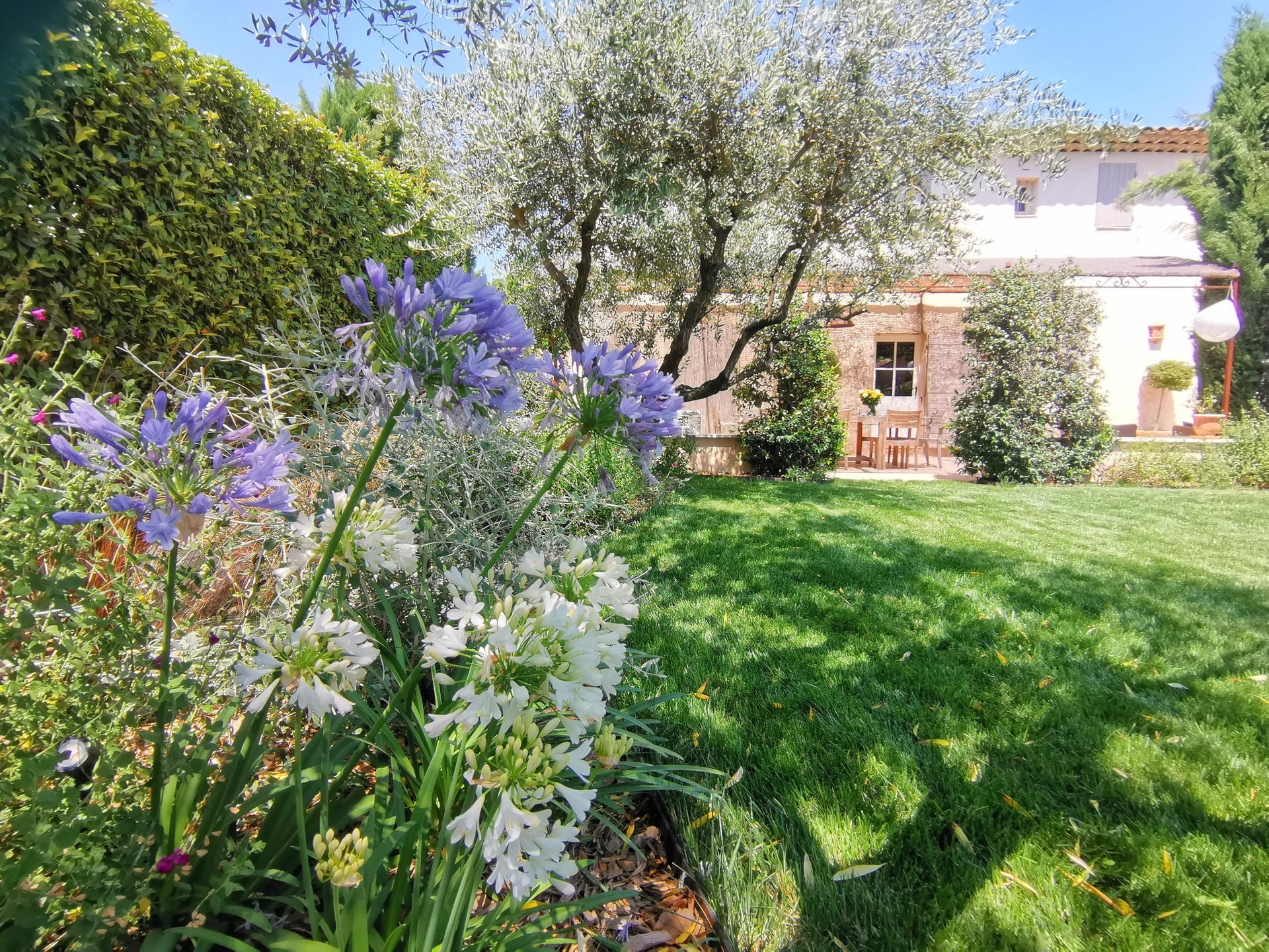 Vue du jardin, des fleurs, de l'olivier et de la maison à Aix-en-Provence