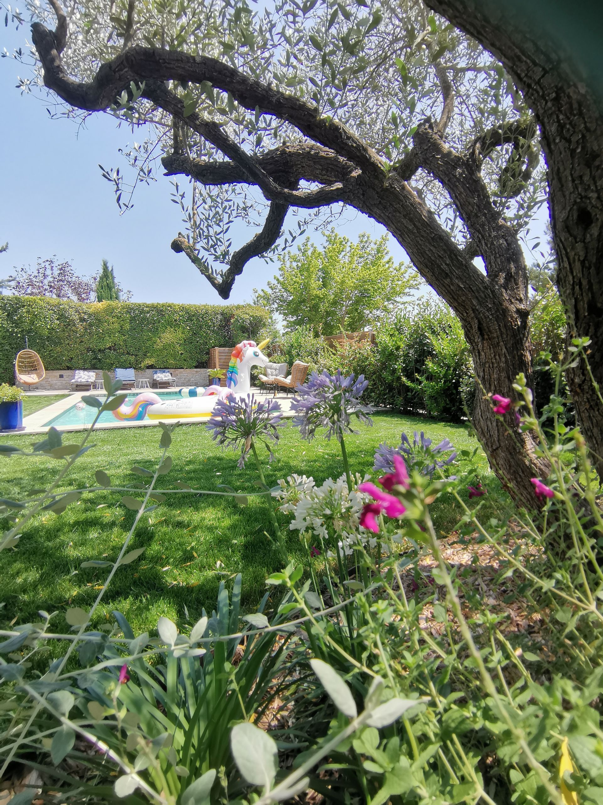Vue de l'olivier, de la piscine et du jardin à Aix-en-Provence