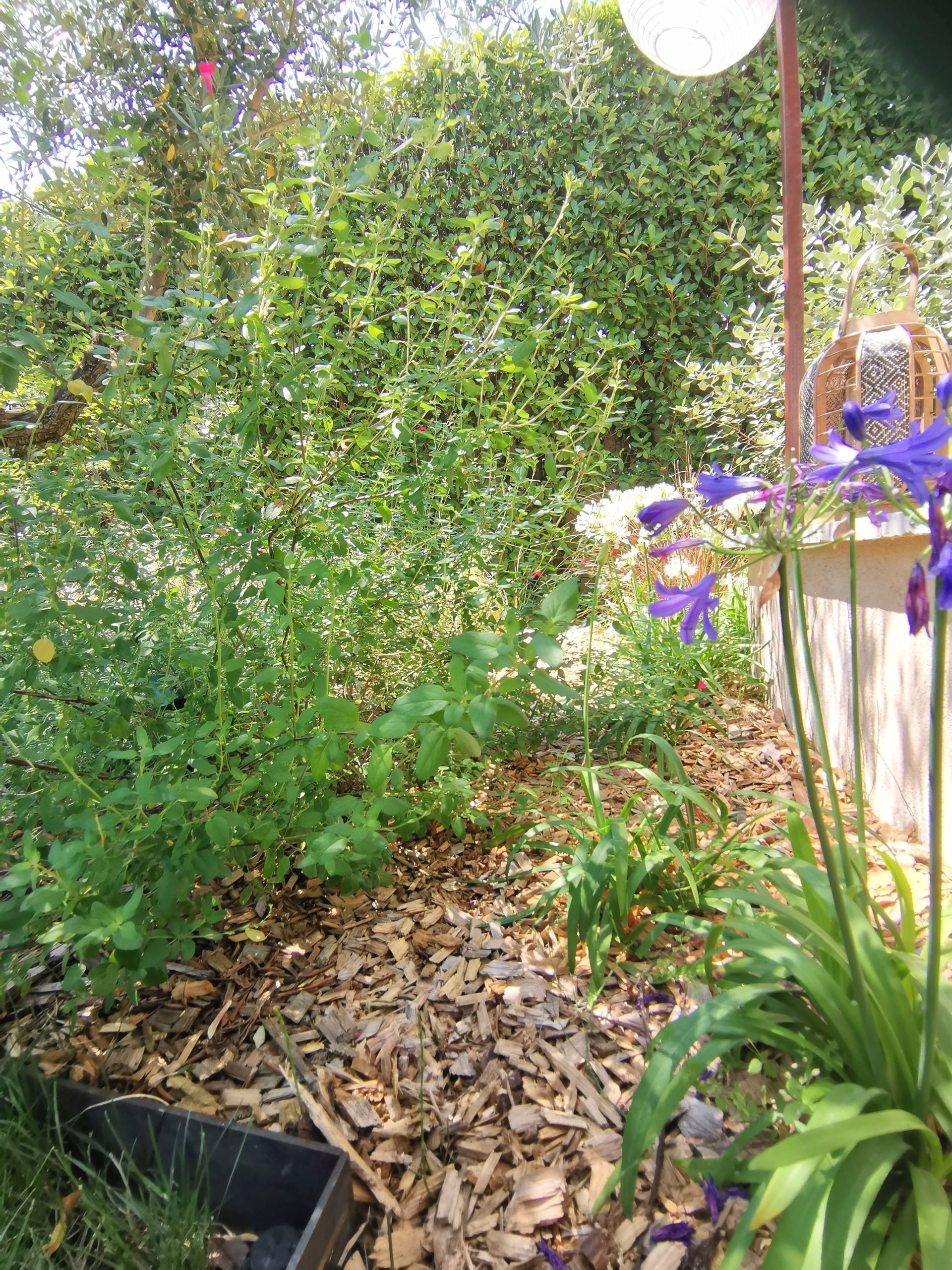 Diverses plantes dans un jardin à Aix-en-Provence