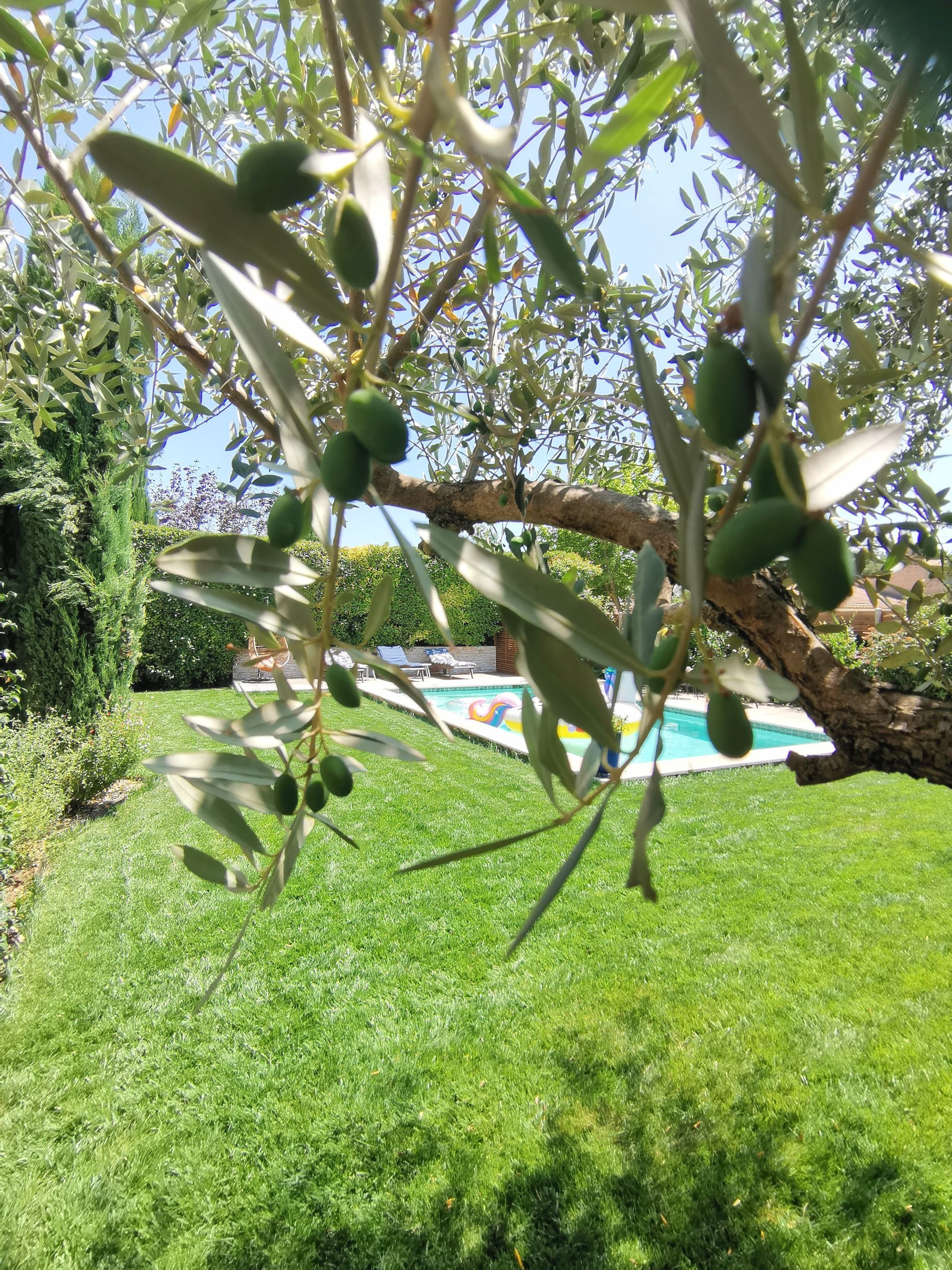 Vue de la piscine et du jardin depuis l'olivier à Aix-en-Provence
