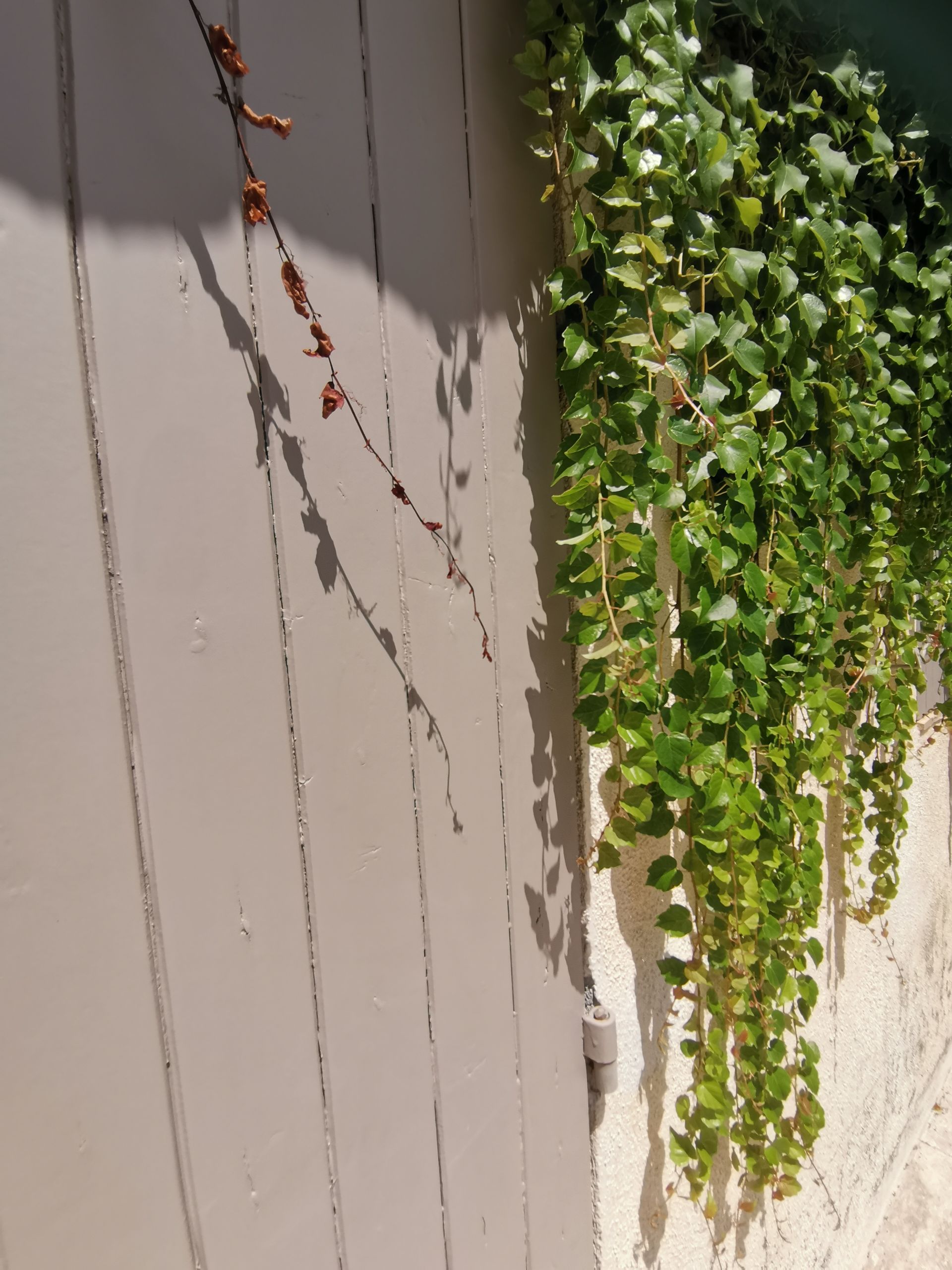 Vigne vierge sur un mur d'une maison à Aix-en-Provence