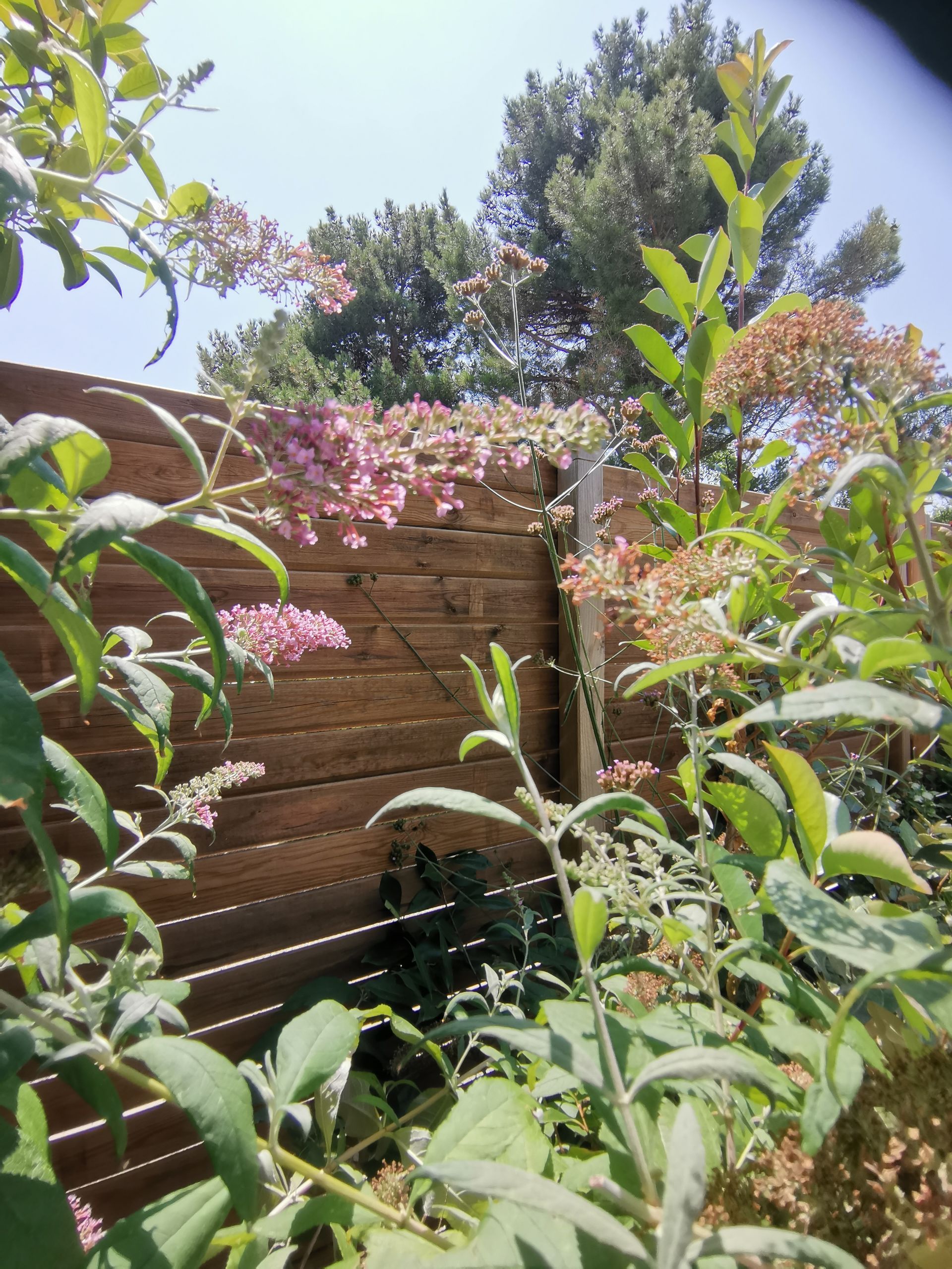 Palissade et arbres à papillon dans un jardin à Aix-en-Provence