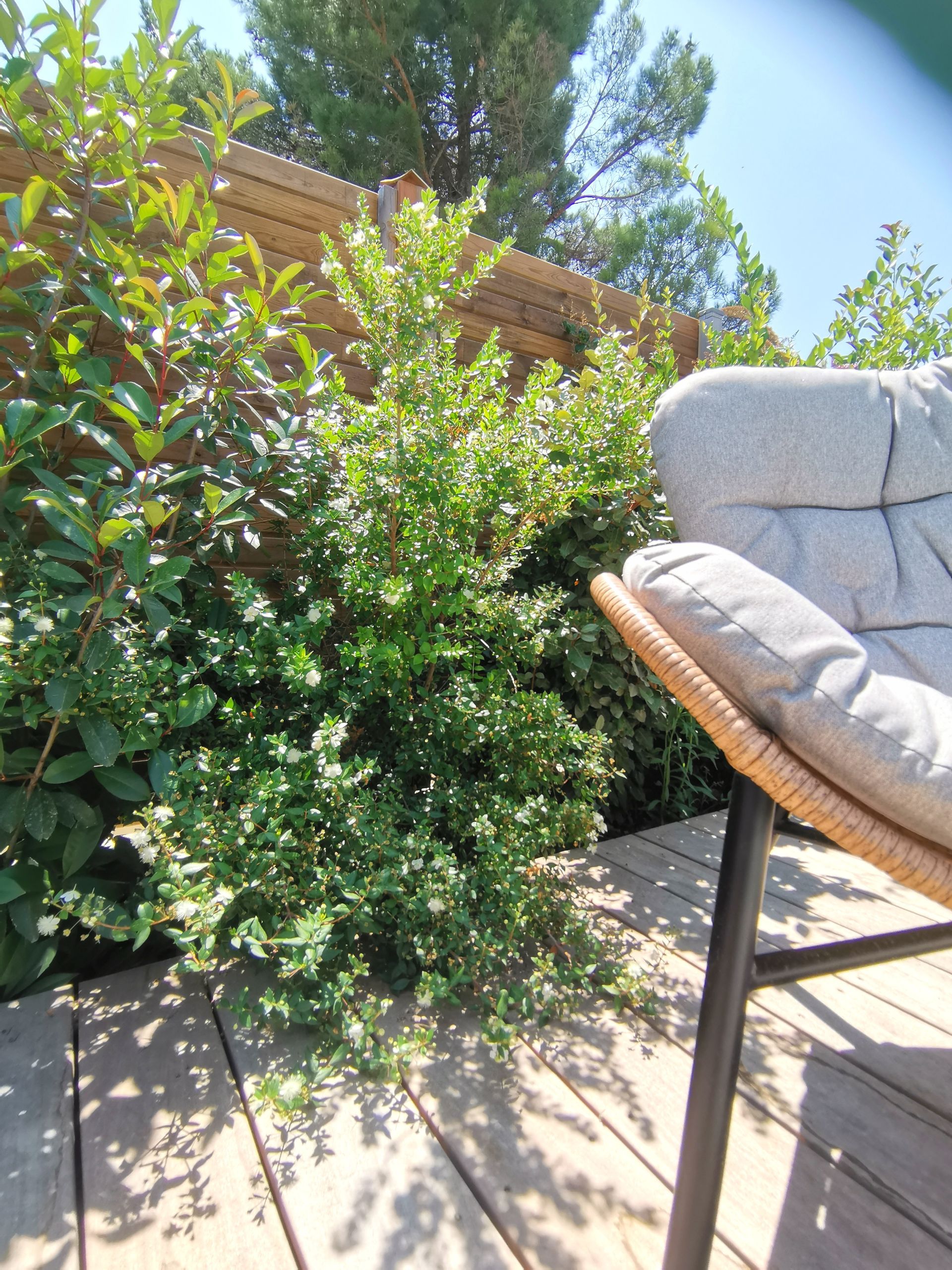 Plante myrte sur terrasse et chaise de jardin à Aix-en-Provence