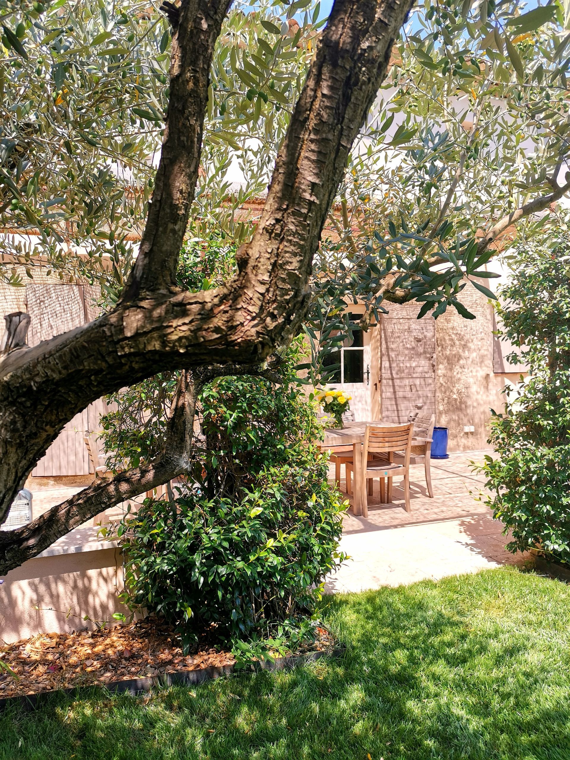 Terrasse et jardin avec un olivier à à Aix-en-Provence