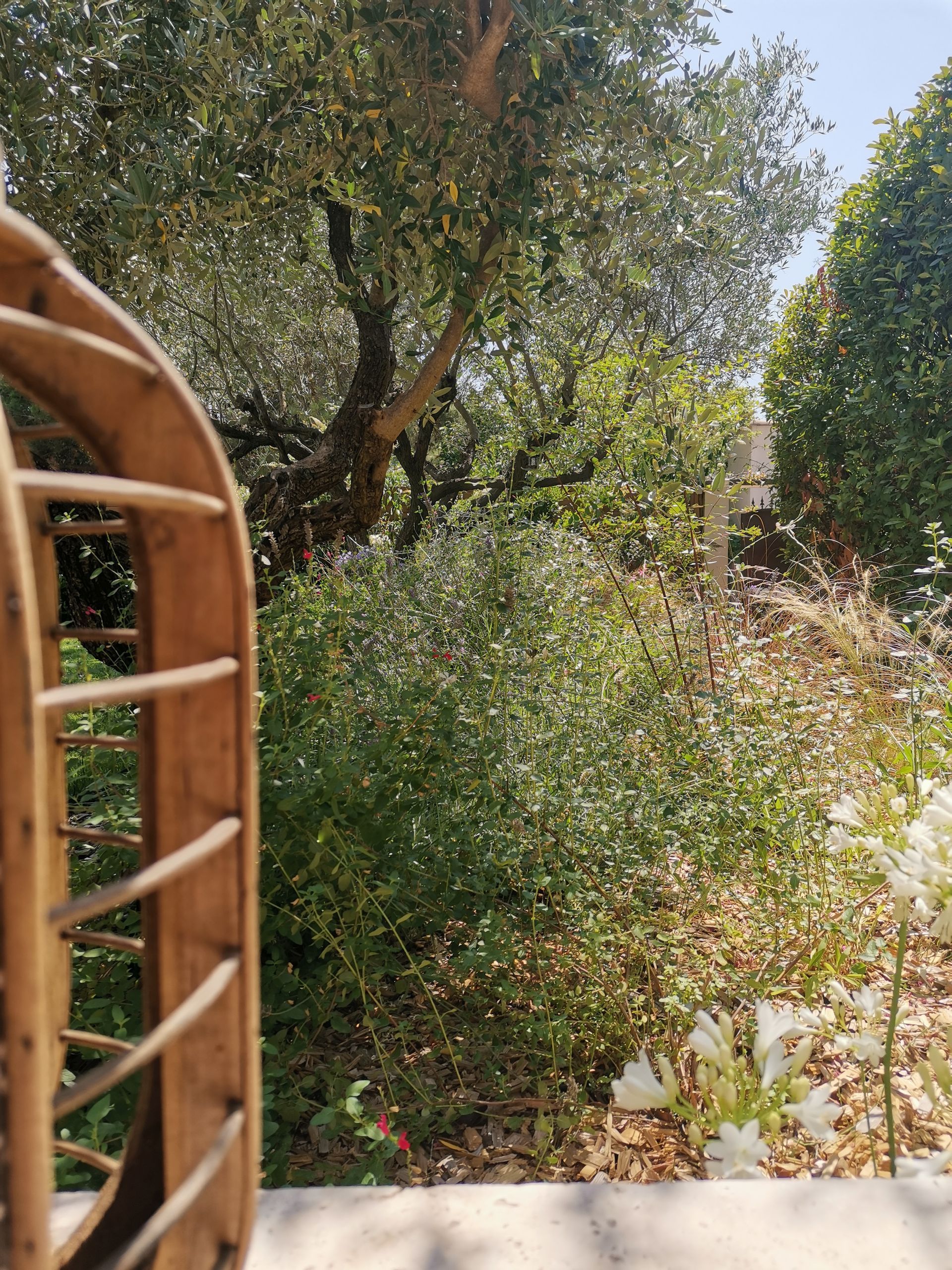 Plusieurs arbustes et arbres dans un jardin à Aix-en-Provence