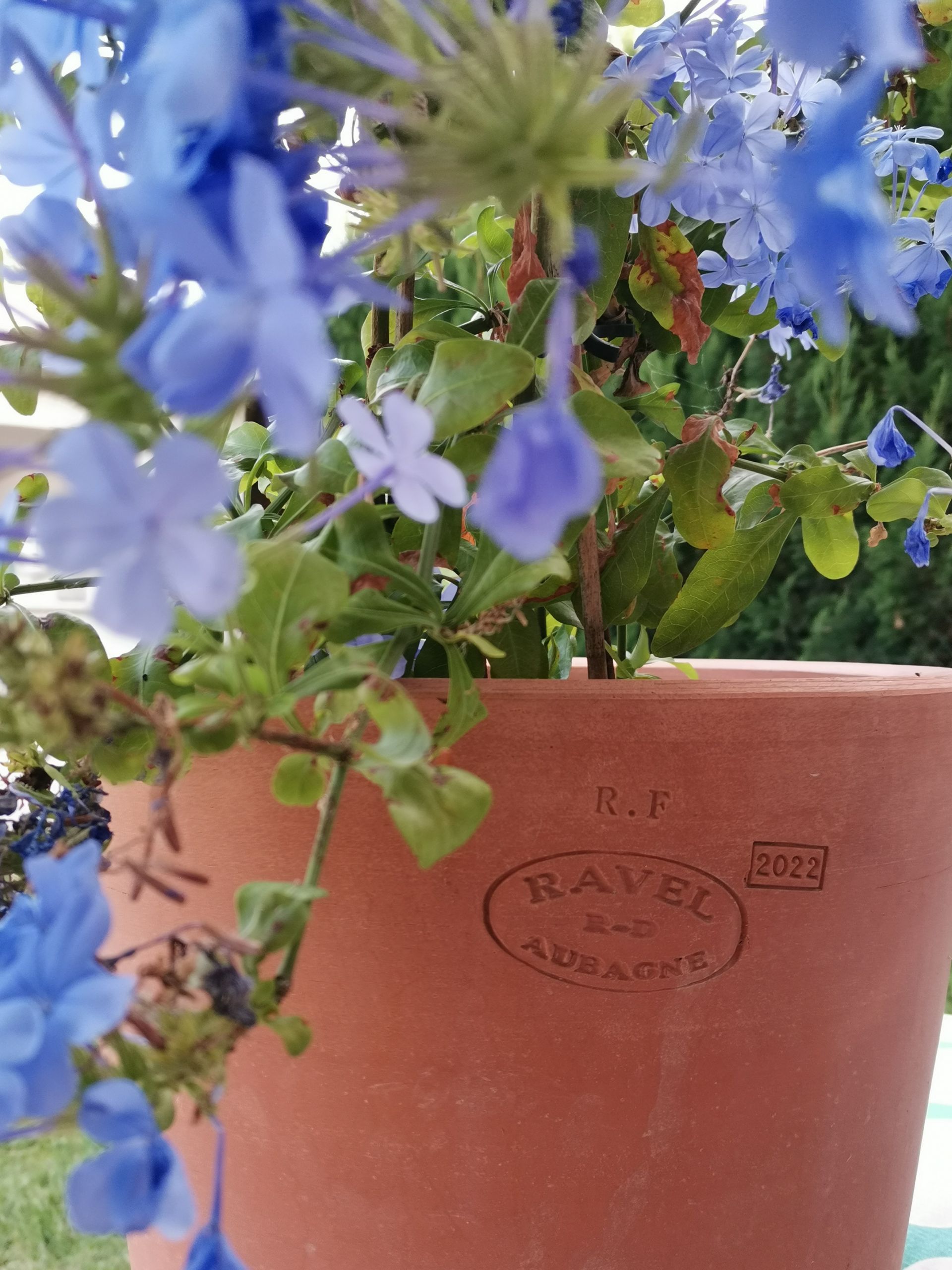 Création jardin Aix en Provence 