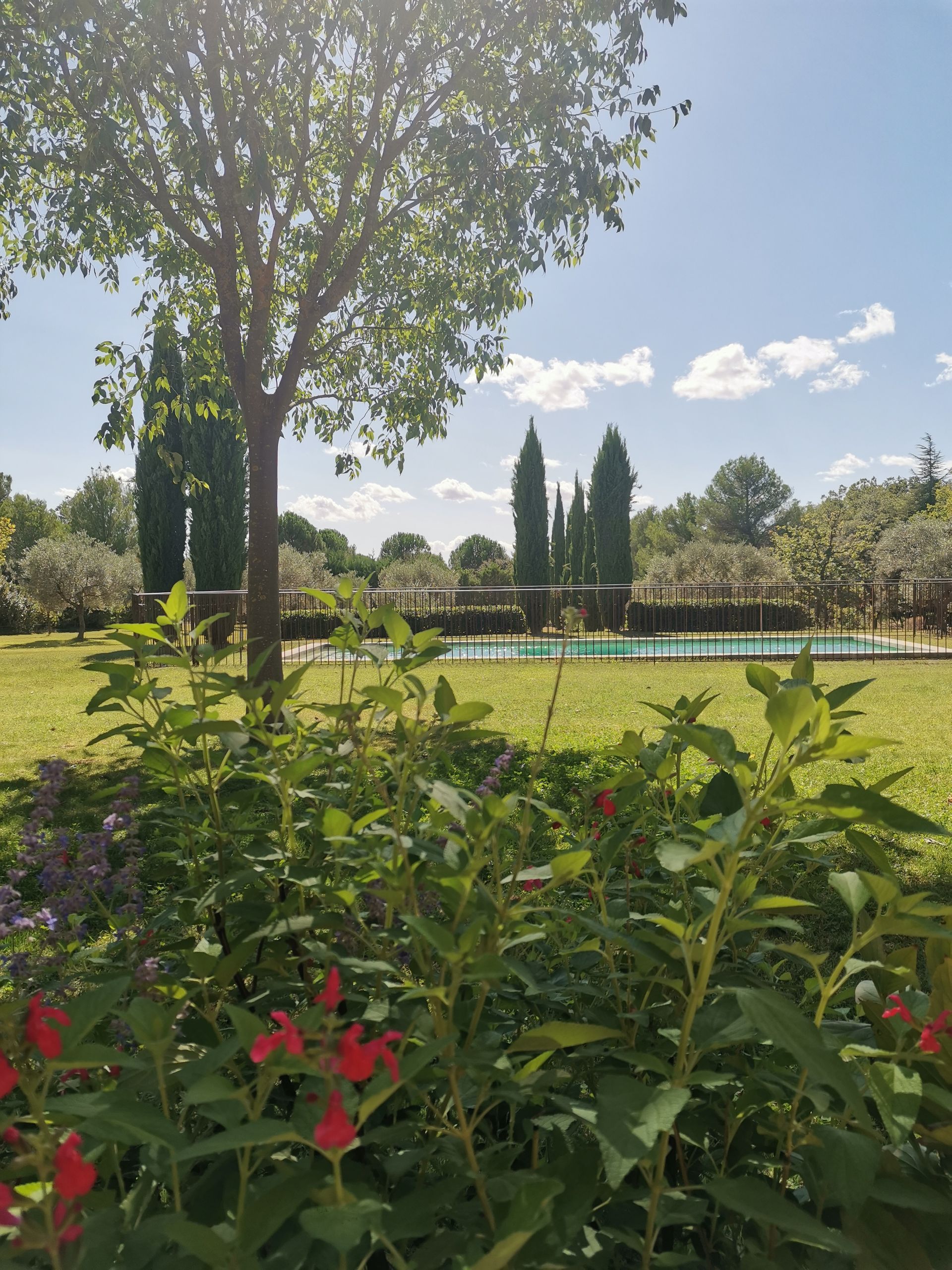 Divers plantes et arbres dans un jardin à Aix-en-Provence 