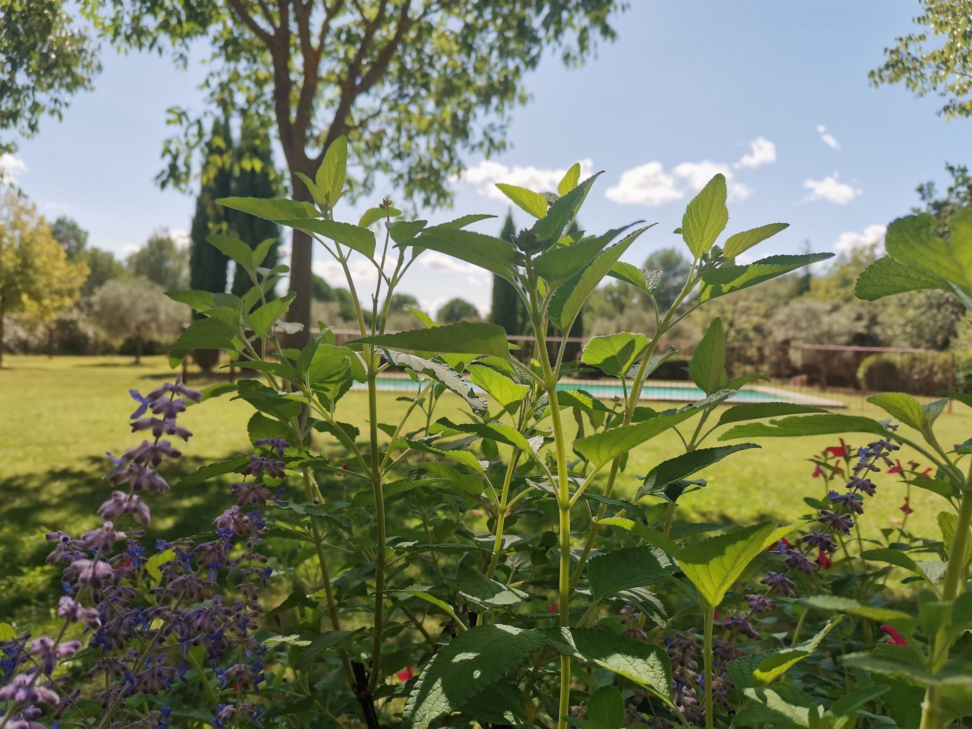 Plant de sauge dans un jardin à Aix-en-Provence 