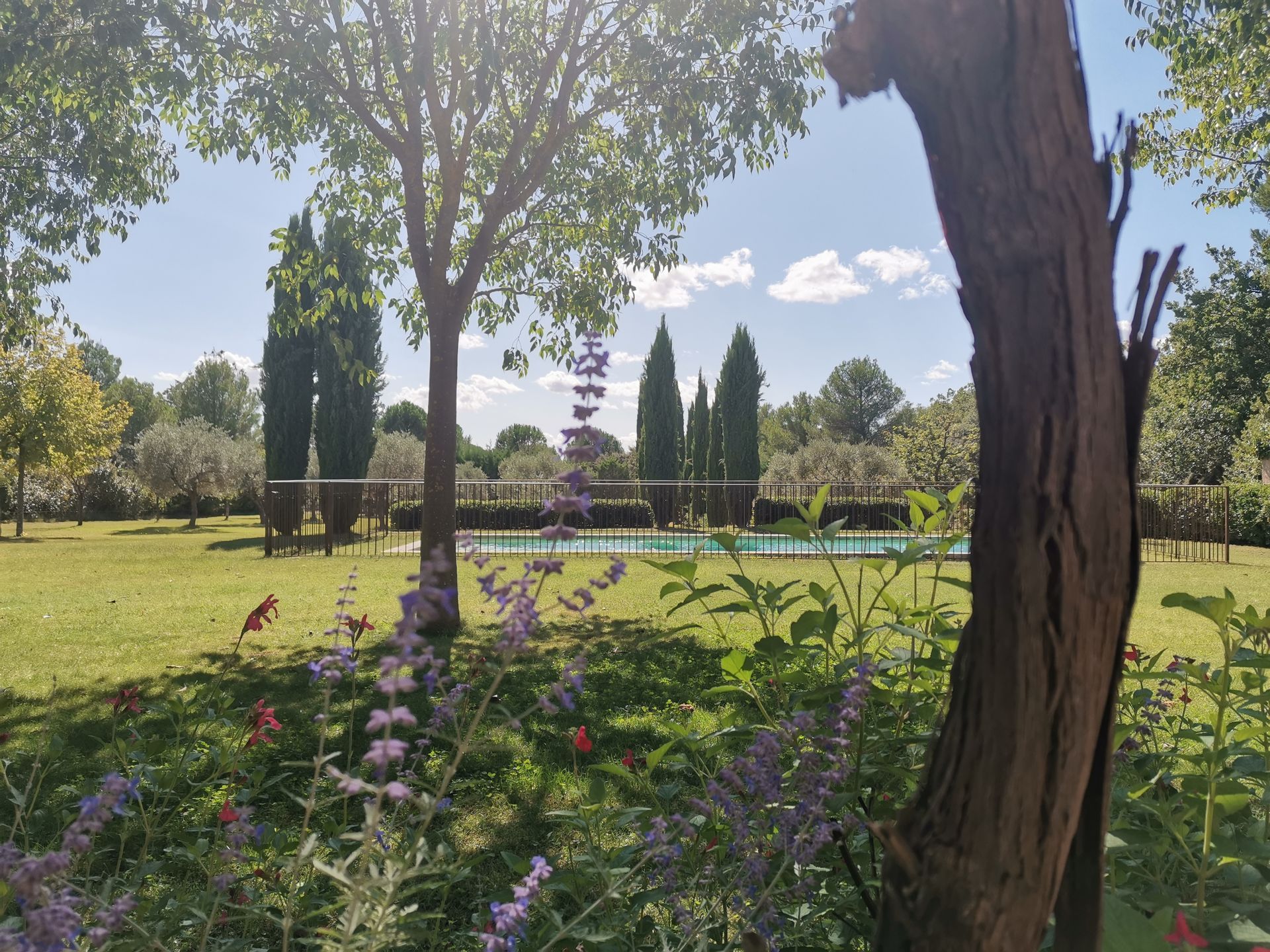 Jardin composé d'arbustes et de plantes à Aix-en-Provence 