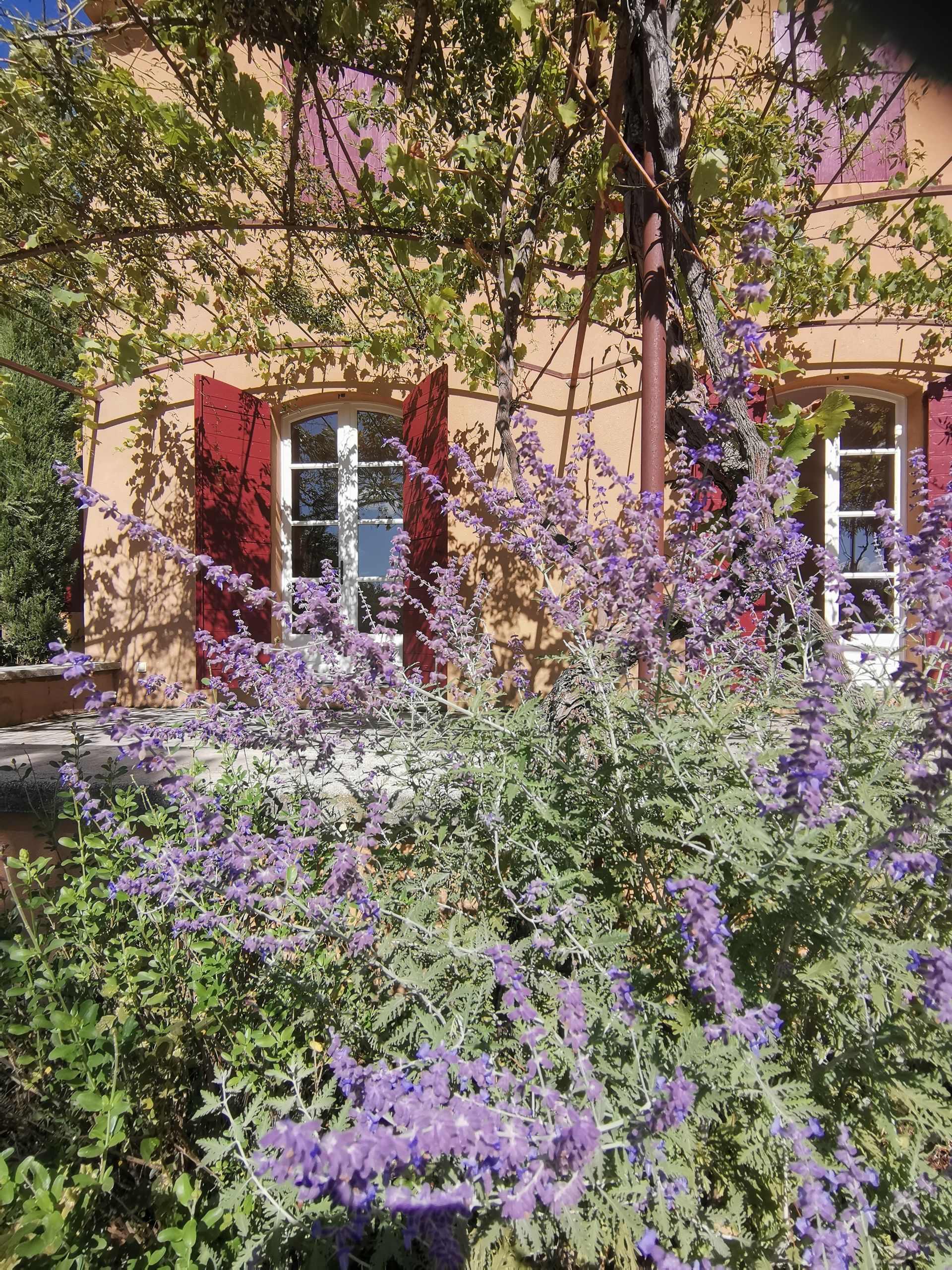 Plants de lavande devant une maison à à Aix-en-Provence 