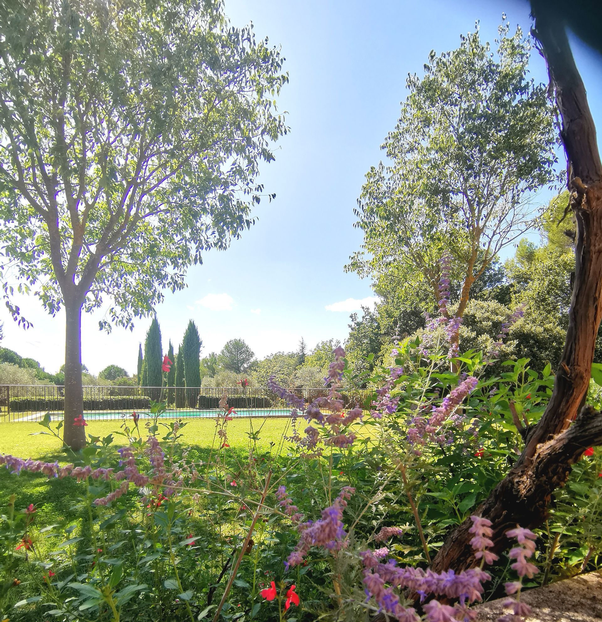 Sauge de Russie et lavande dans un jardin à Aix-en-Provence 