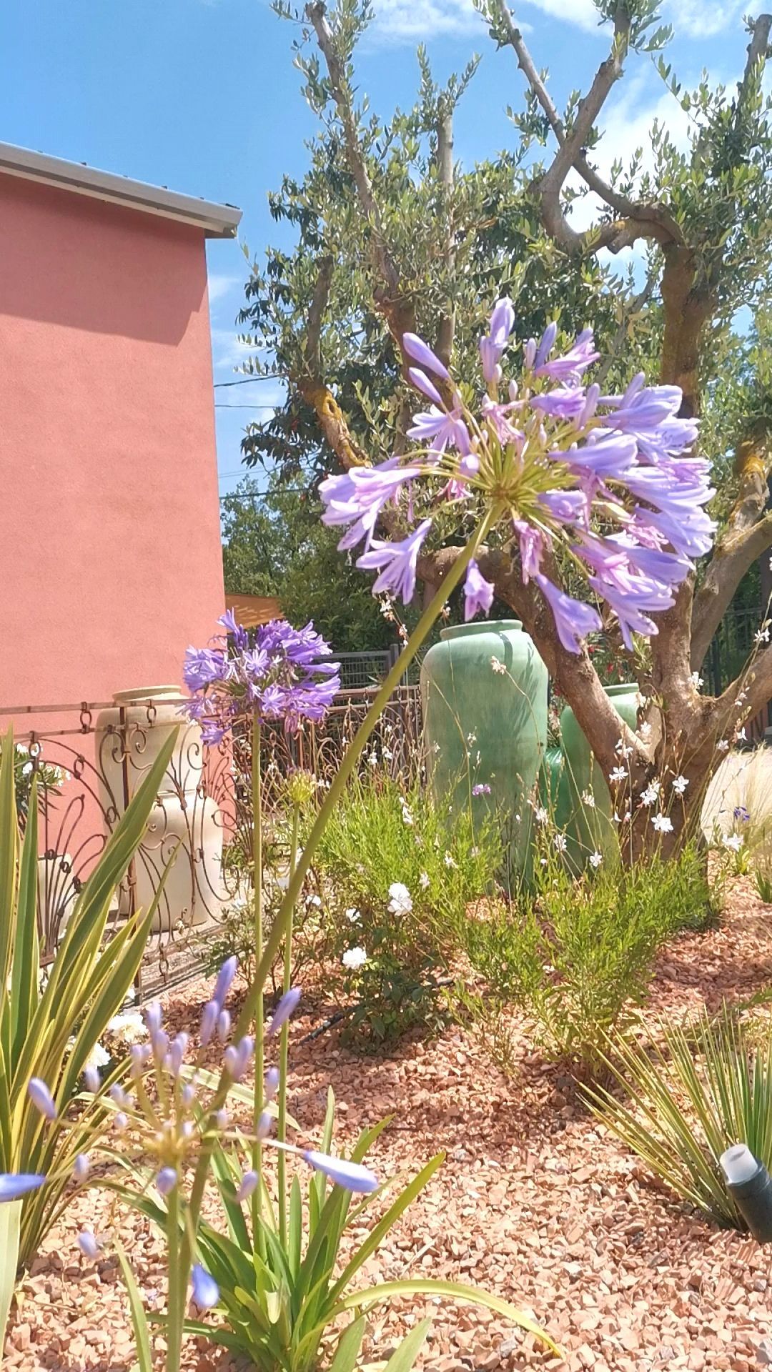Agapanthe dans un jardin à Aix-en-Provence
