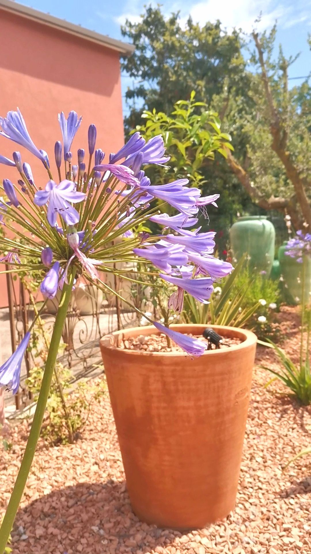 Plante agapanthe et pot en terre cuite dans un jardin à Aix-en-Provence