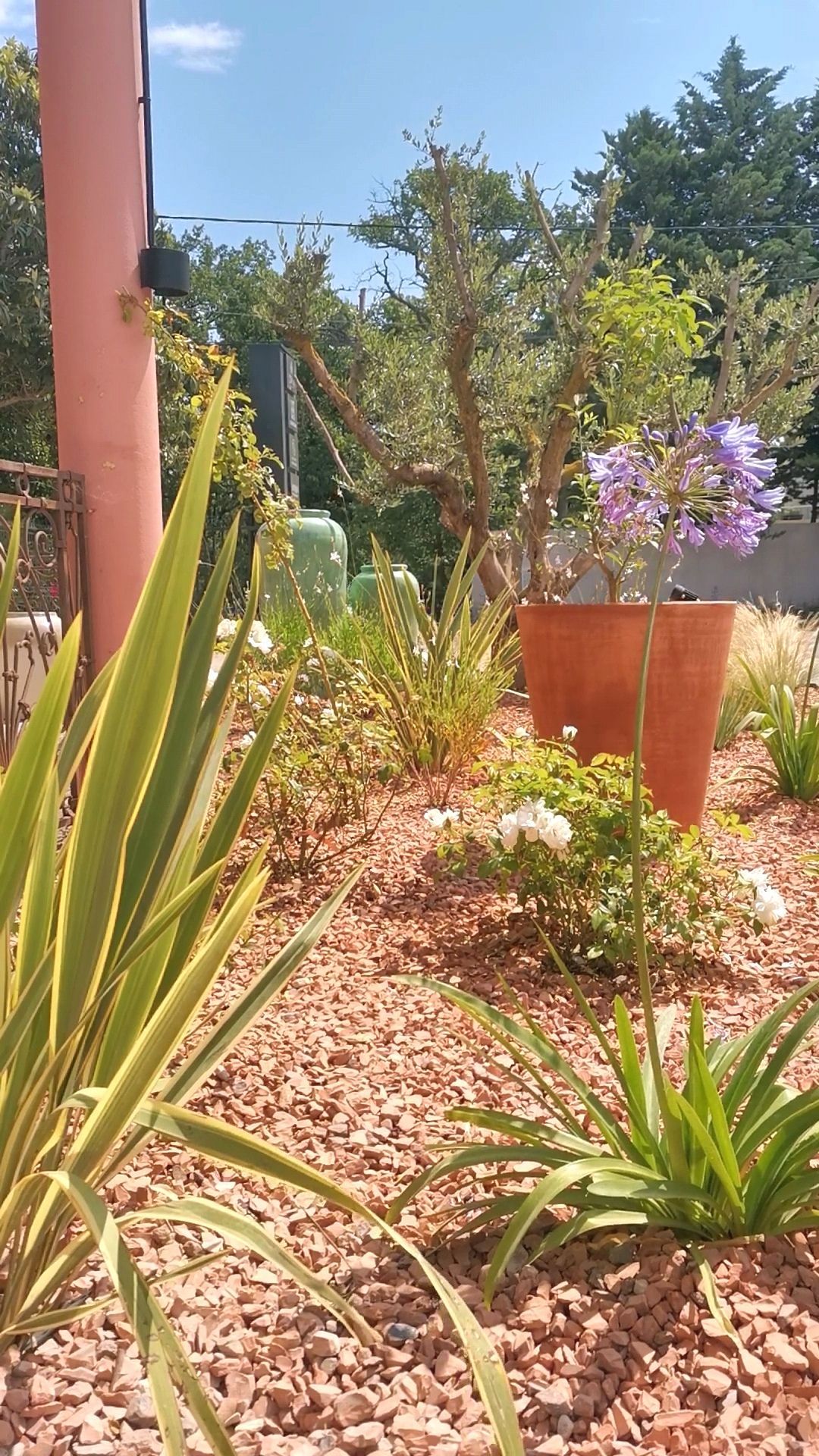 Diverses plantes dans un jardin à Aix-en-Provence