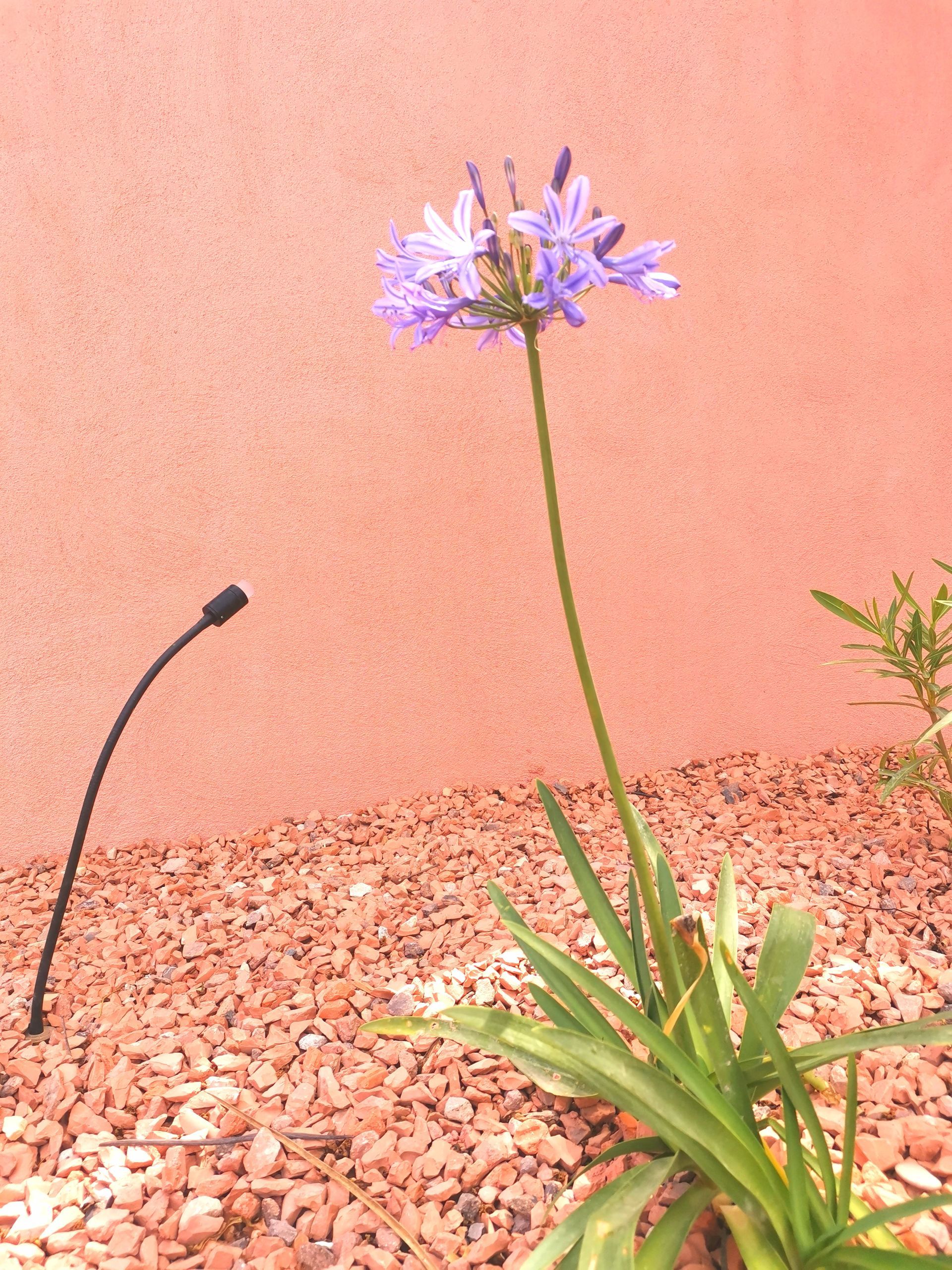 Plante agapanthe dans un jardin avec des pierres rouges à Aix-en-Provence