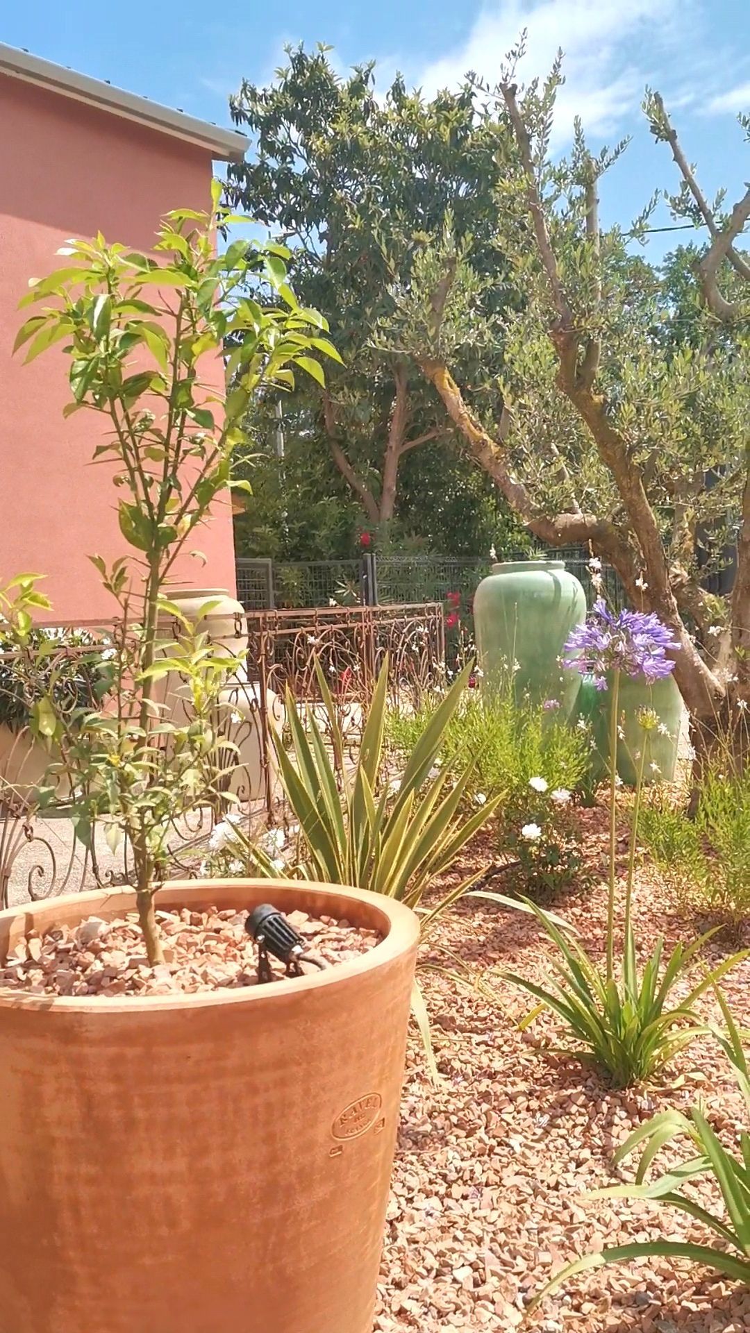 Gros pot de et diverses plantes dans un jardin à Aix-en-Provence