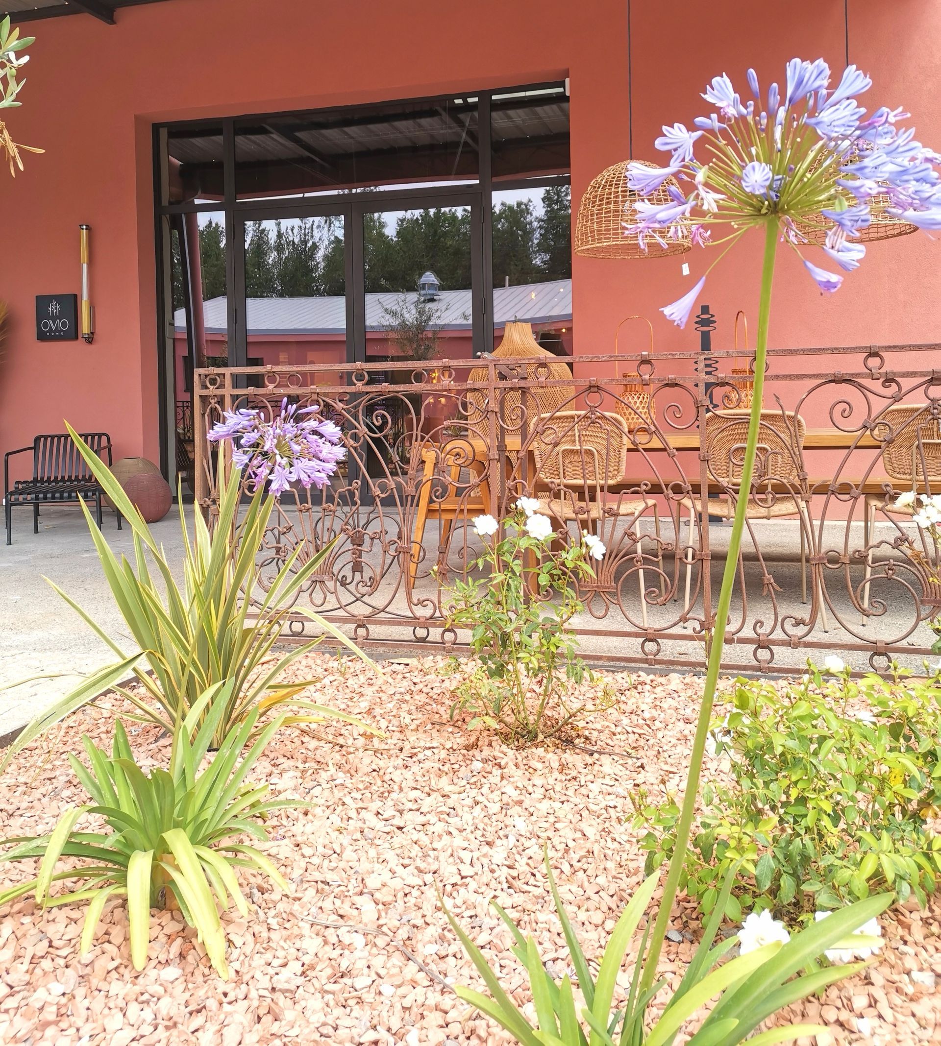 Diverses plantes agapanthe dans un jardin à Aix-en-Provence