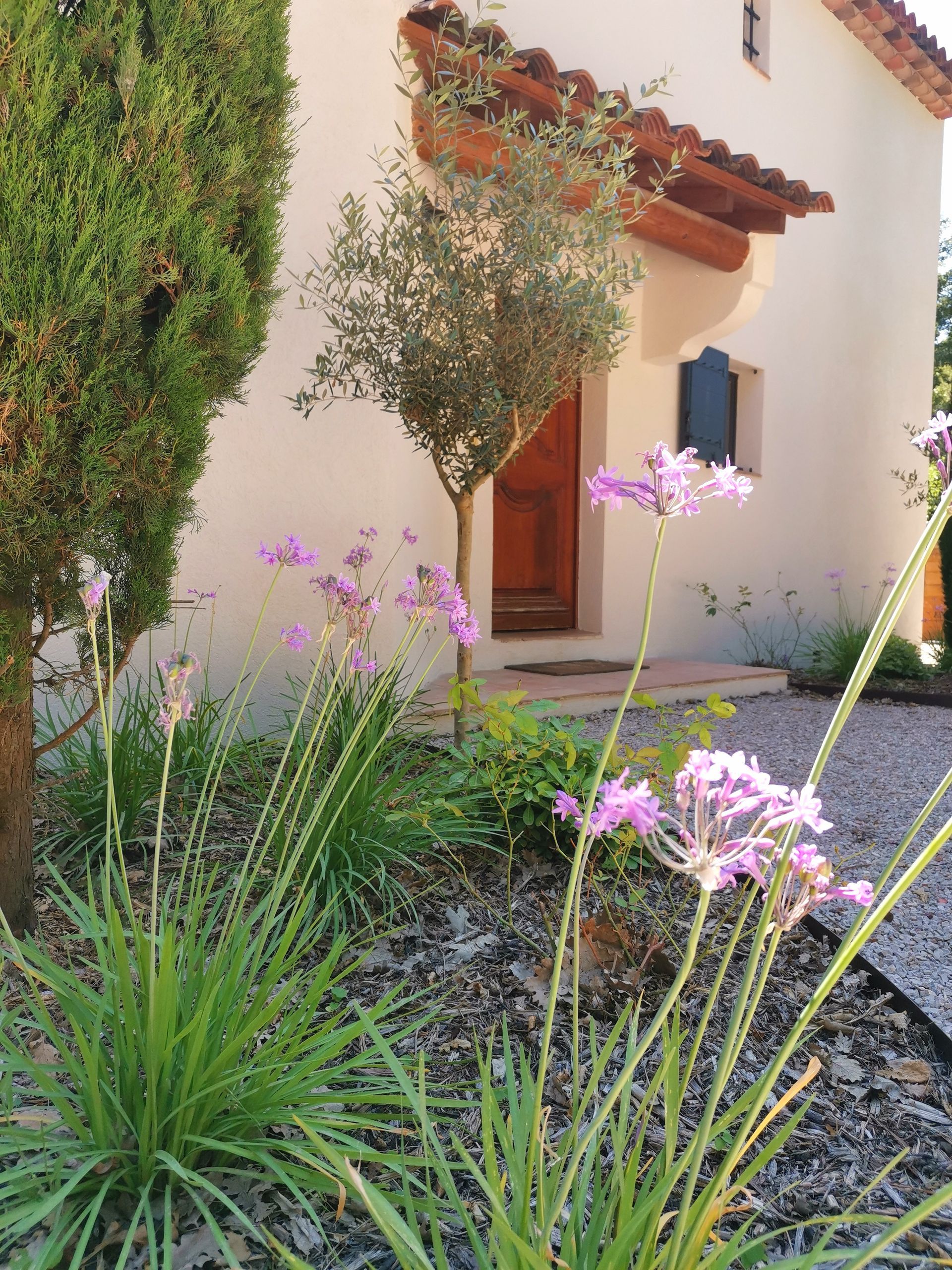 Tulbaghia dans un parterre devant maison à Aix-en-Provence
