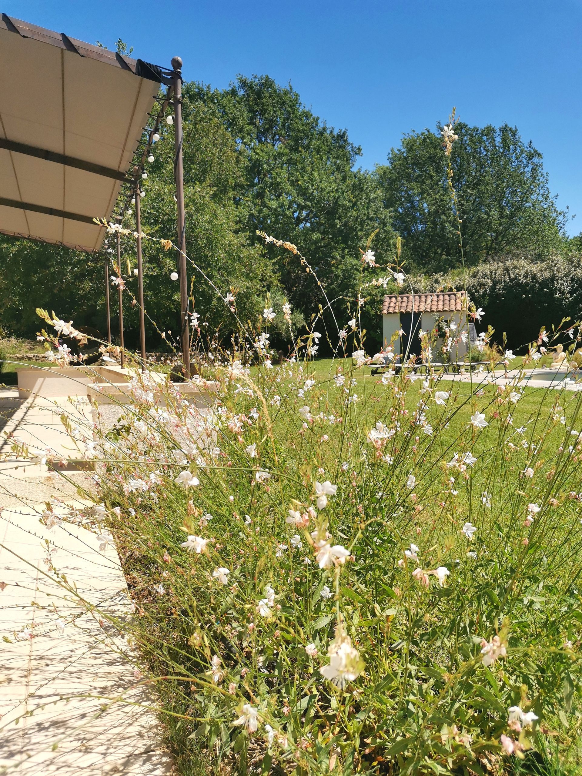 Plante Gaura et pergola à Aix-en-Provence