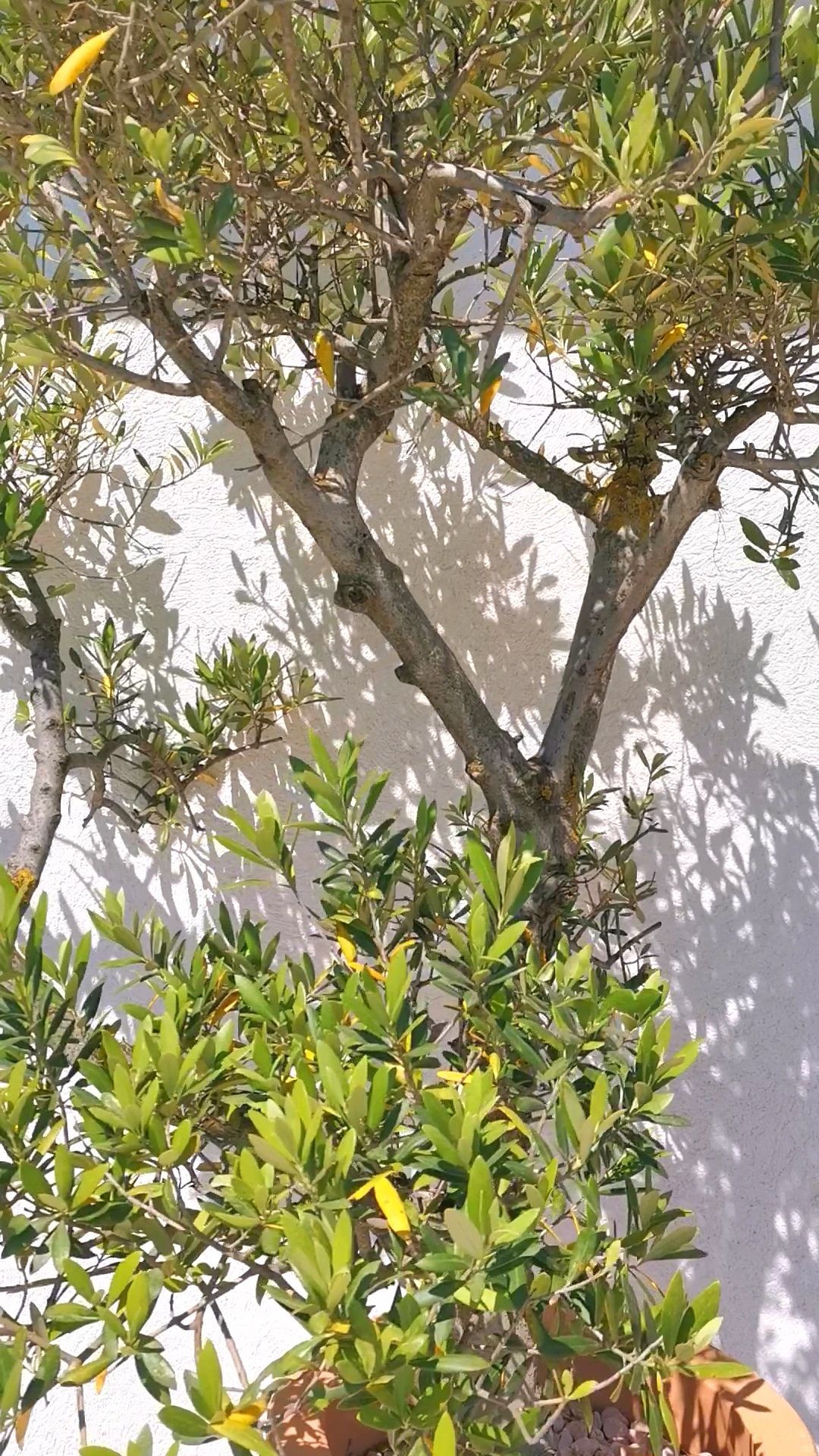 Création jardin Aix en Provence 