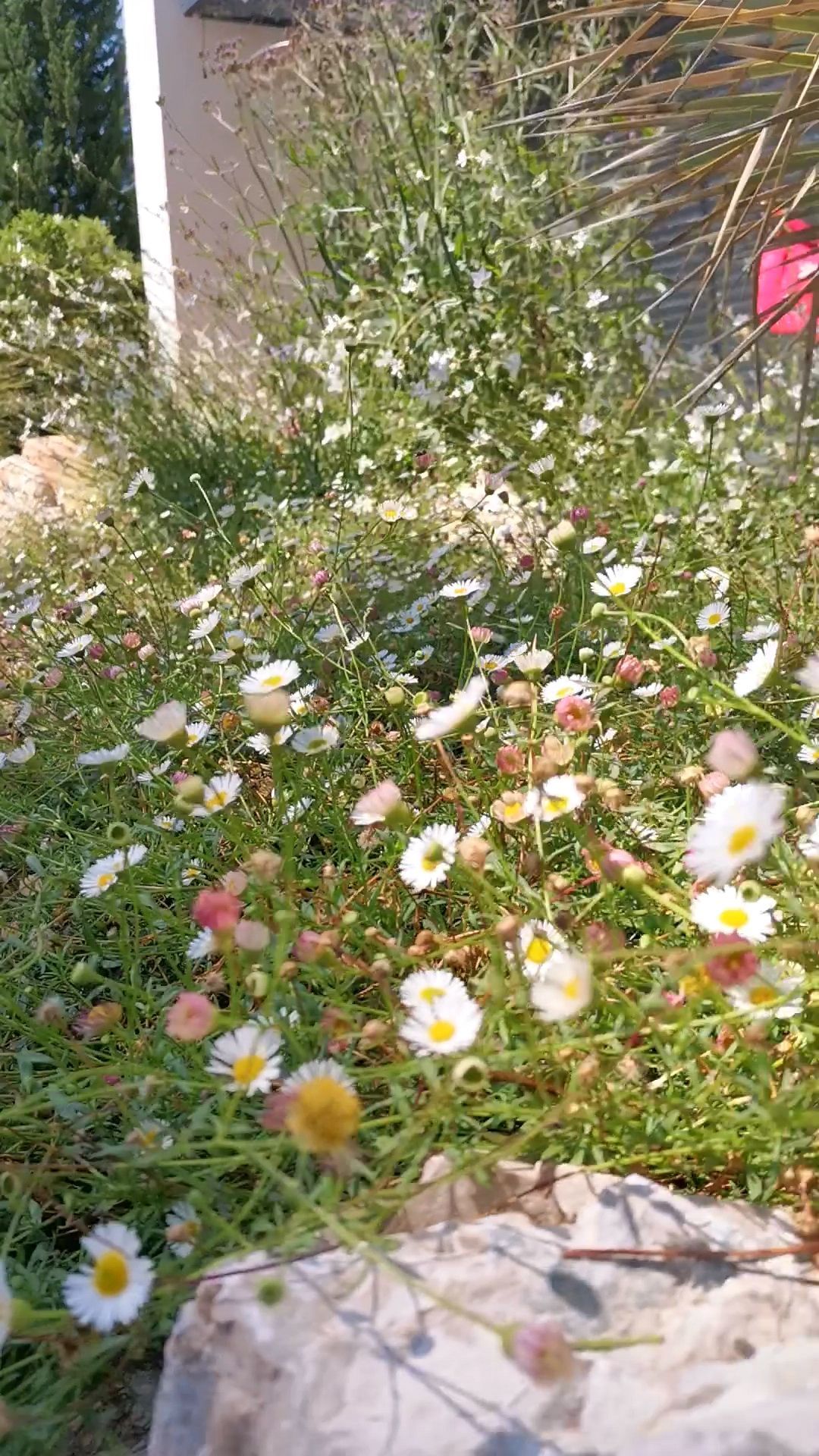 Pâquerettes des murailles sur la terrasse à le Tholonet