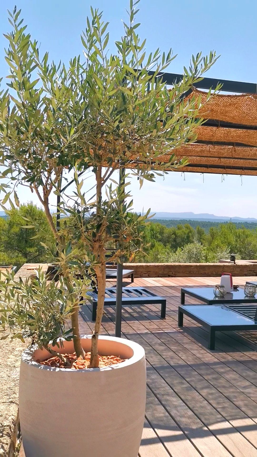 Olivier dans un pot sur terrasse à le Tholonet