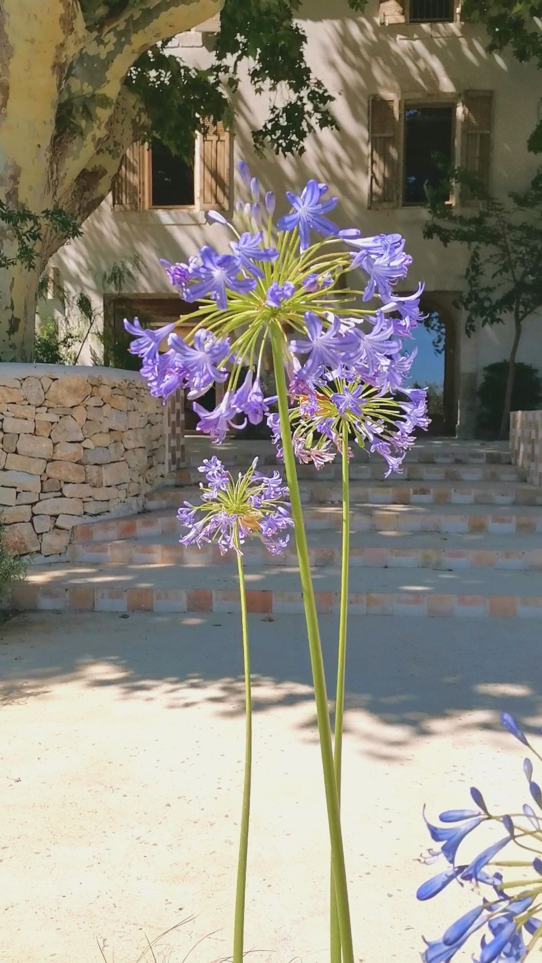 Fleur d'agapanthe sur une terrasse à Aix-en-Provence 