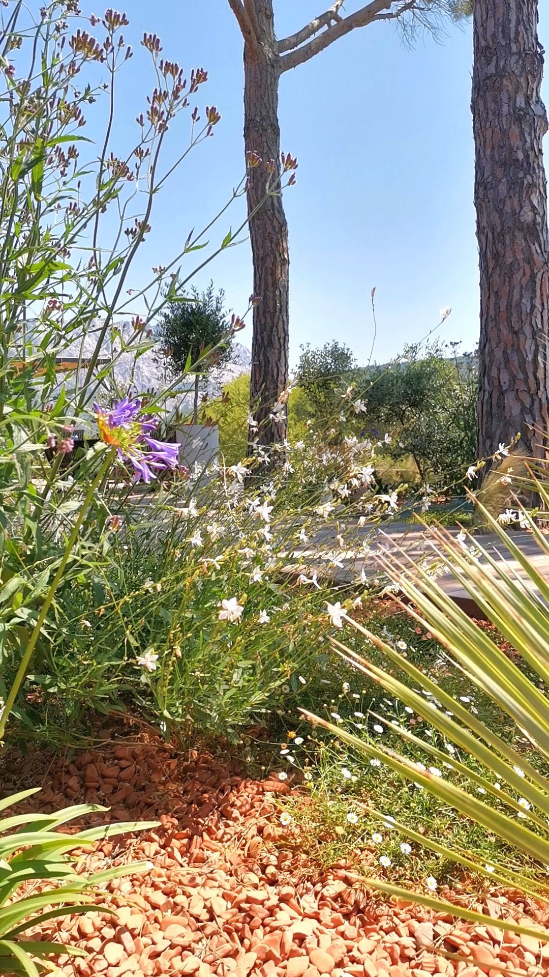 Plante et arbres sur terrasse à le Tholonet