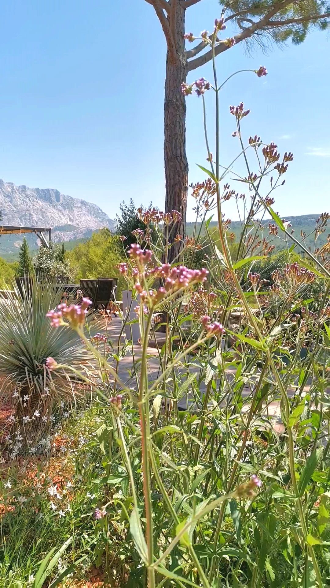 Arbres et plantes à le Tholonet