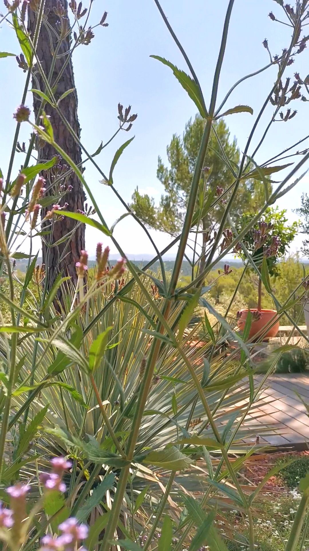 Diverses plantes sur une terrasse à le Tholonet