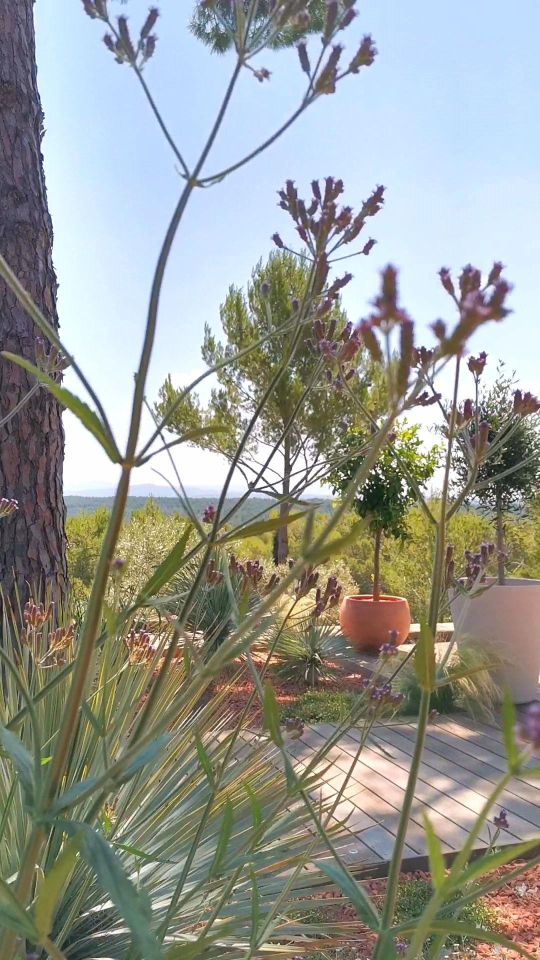 Terrasse en bois avec plantes et fleurs à le Tholonet