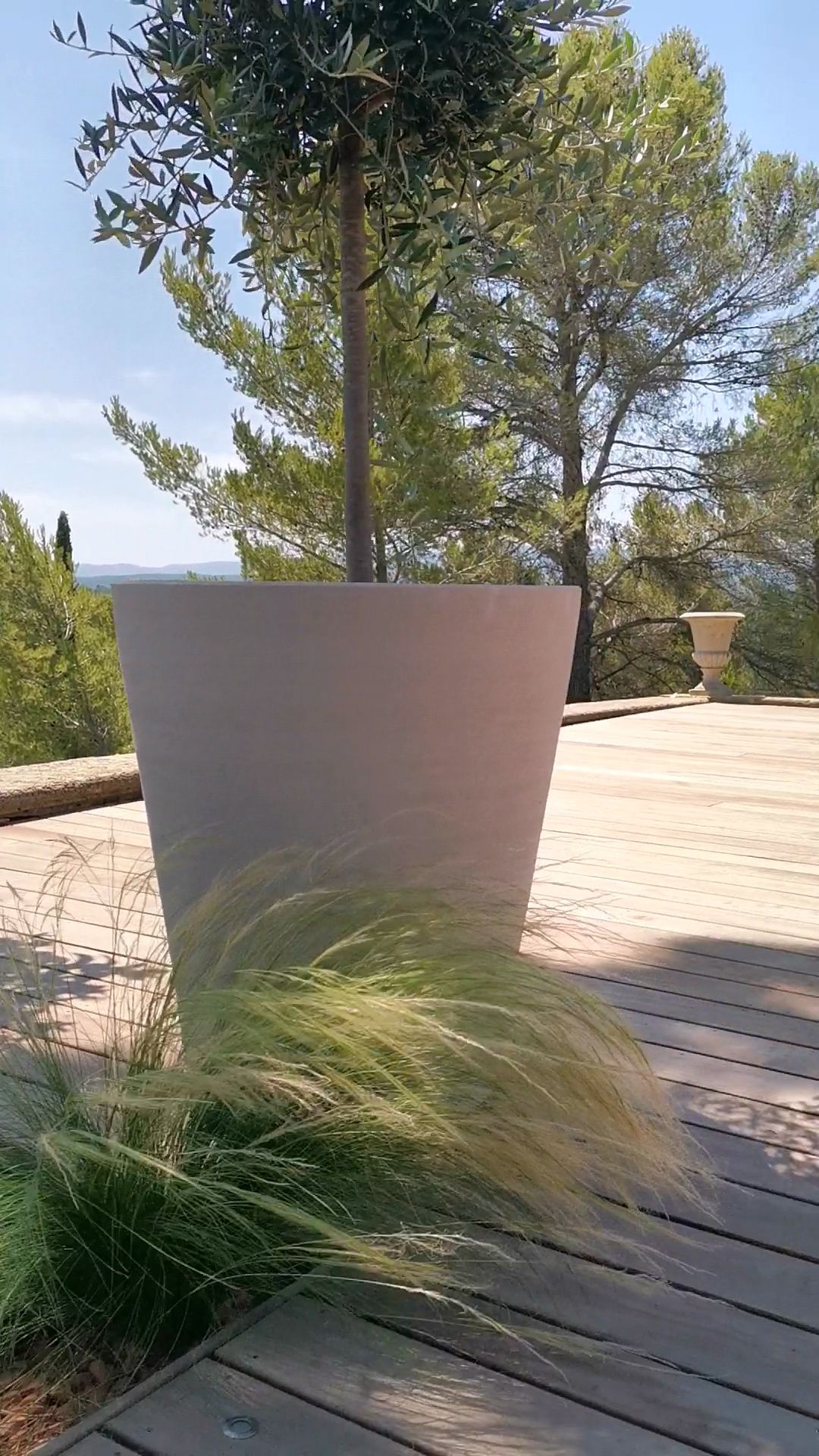 Gros pot avec un olivier sur la terrasse à le Tholonet