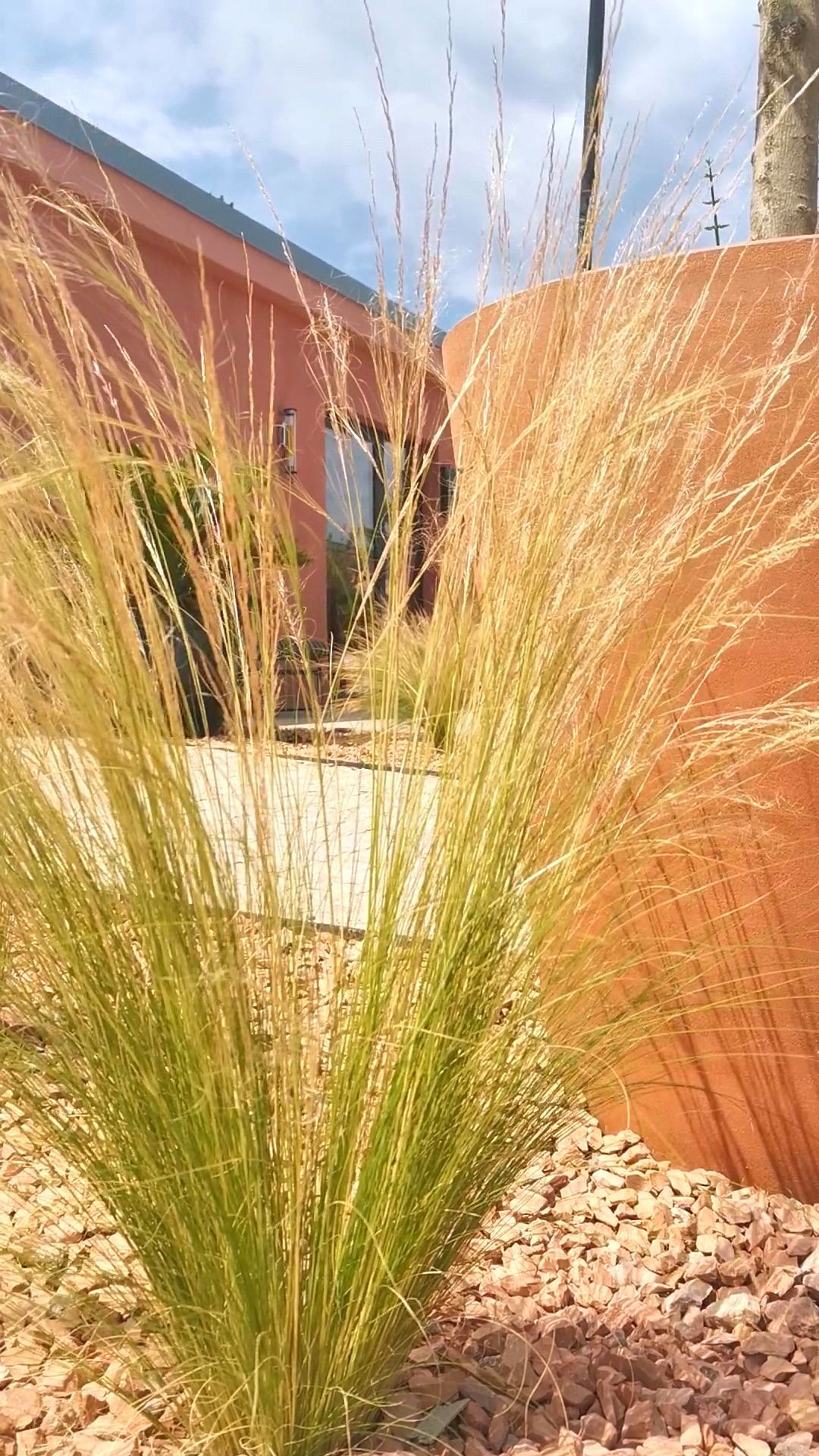 Plante cheveux d'ange à l'extérieur d'un bâtiment à Aix-en-Provence