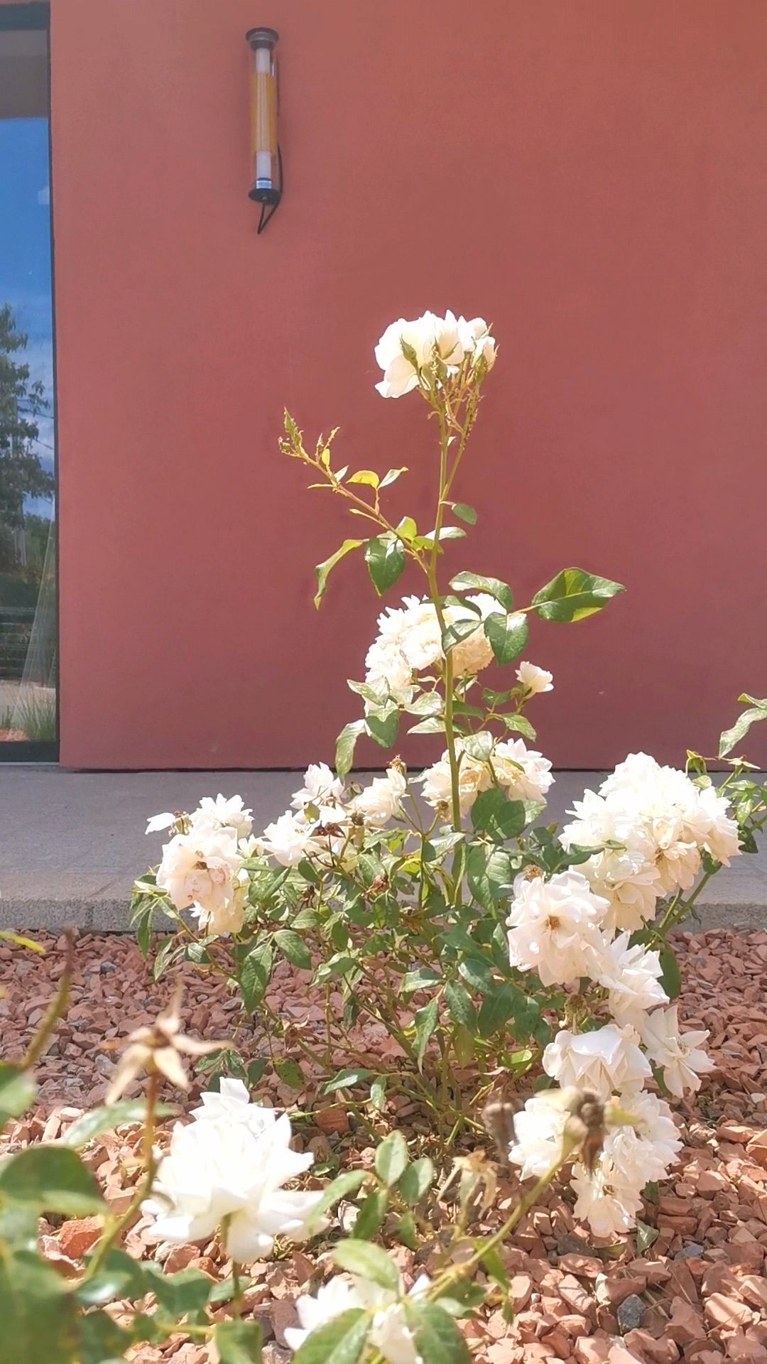 Rosier de mai dans l'extérieur d'un bâtiment à Aix-en-Provence