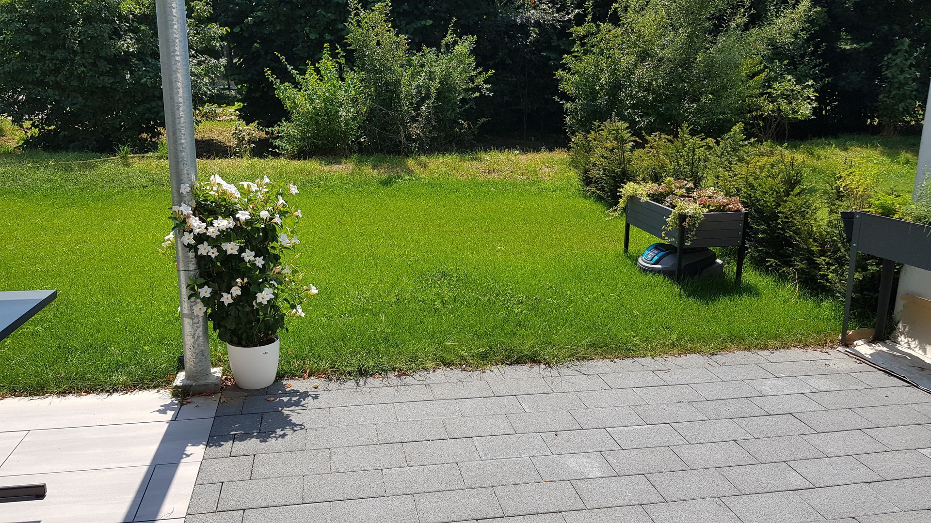 Eine Terrasse mit grauen Pflastersteinen führt zu einem Rasen mit grünem Gras, Sträuchern und Blumenkübeln.