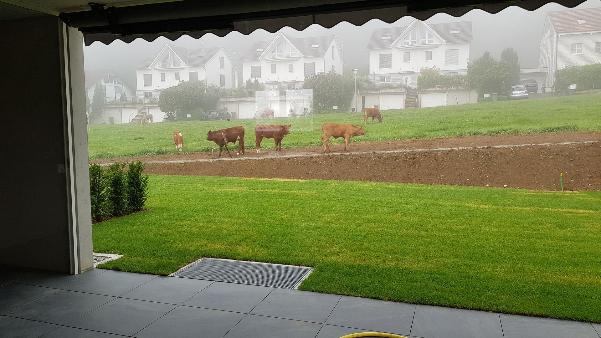 Kühe grasen an einem nebligen Tag auf einem grünen Hügel vor Häusern. Blick von einer Außenterrasse.