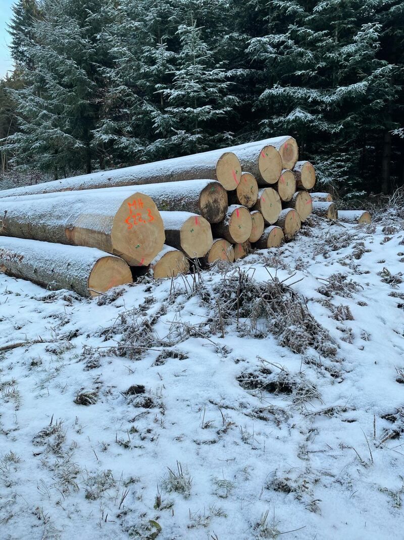 Baumstämme, Foto der Nobs Sägerei AG