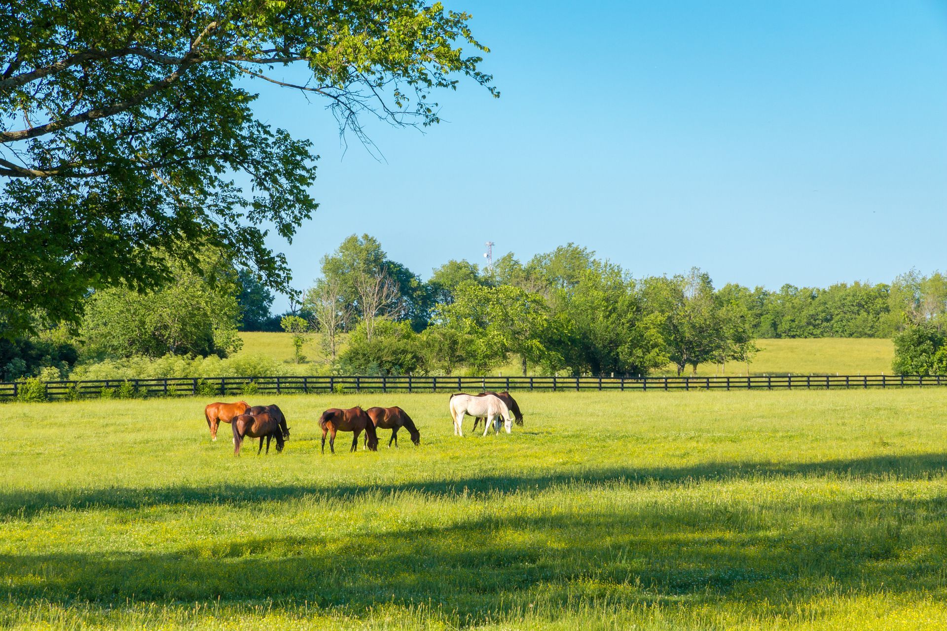 Drei Pferde grasen auf einer sonnigen, grünen Weide mit Bäumen und blauem Himmel