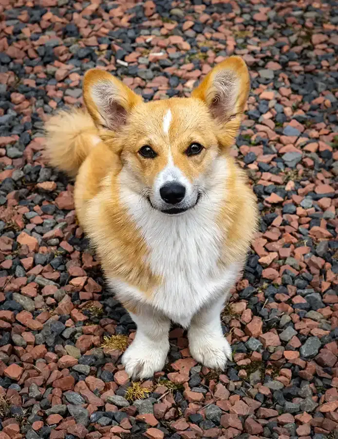 Hawks Nest Bed & Breakfast corgi