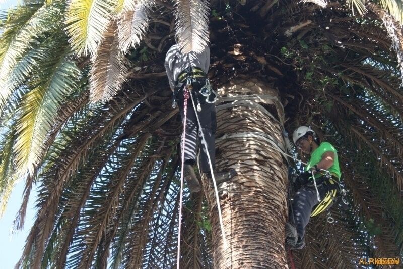 Um homem de camisa verde está escalando uma palmeira