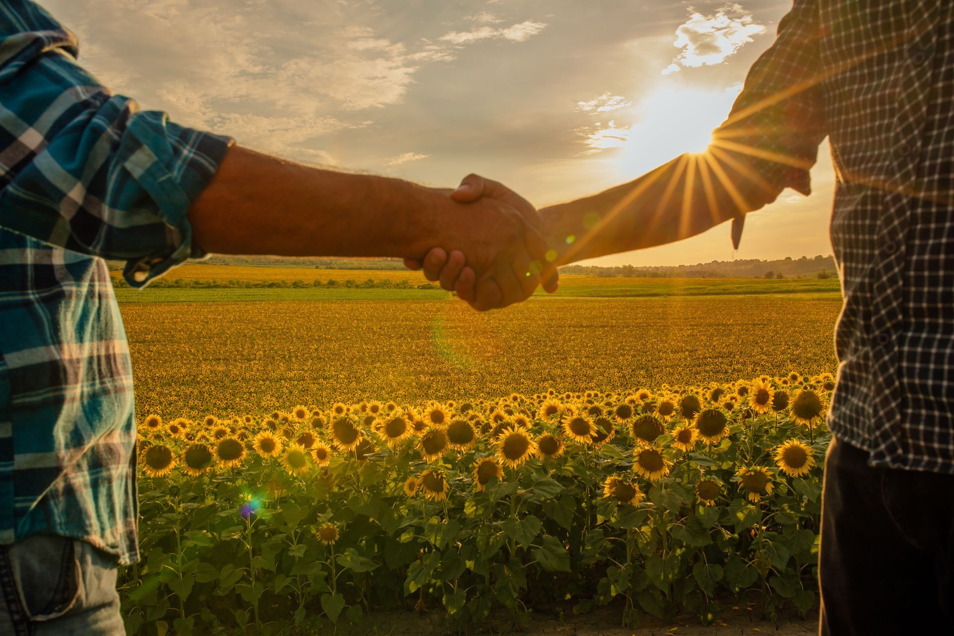 Zwei Menschen schütteln sich bei Sonnenuntergang in einem Sonnenblumenfeld die Hände.
