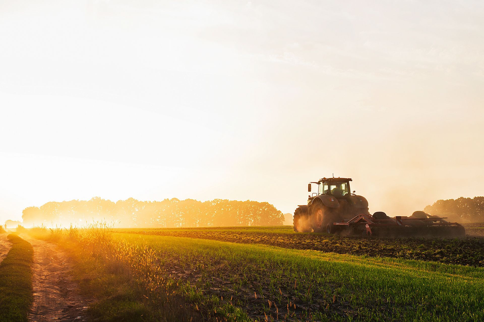 Ein Traktor erntet bei Sonnenaufgang im goldenen Licht und Nebel ein grünes Feld.